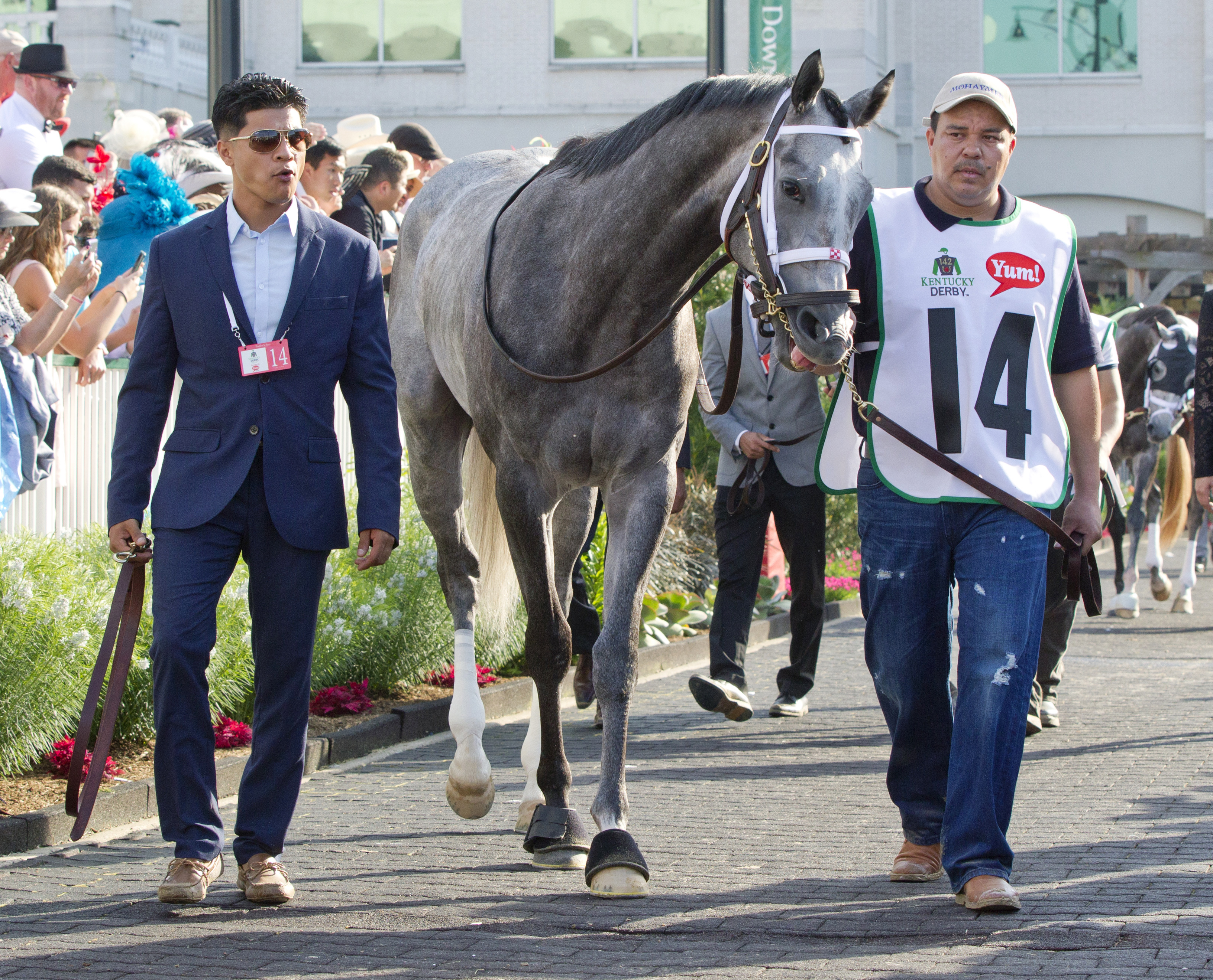 Mohaymen at Churchill Downs for the Kentucky Derby