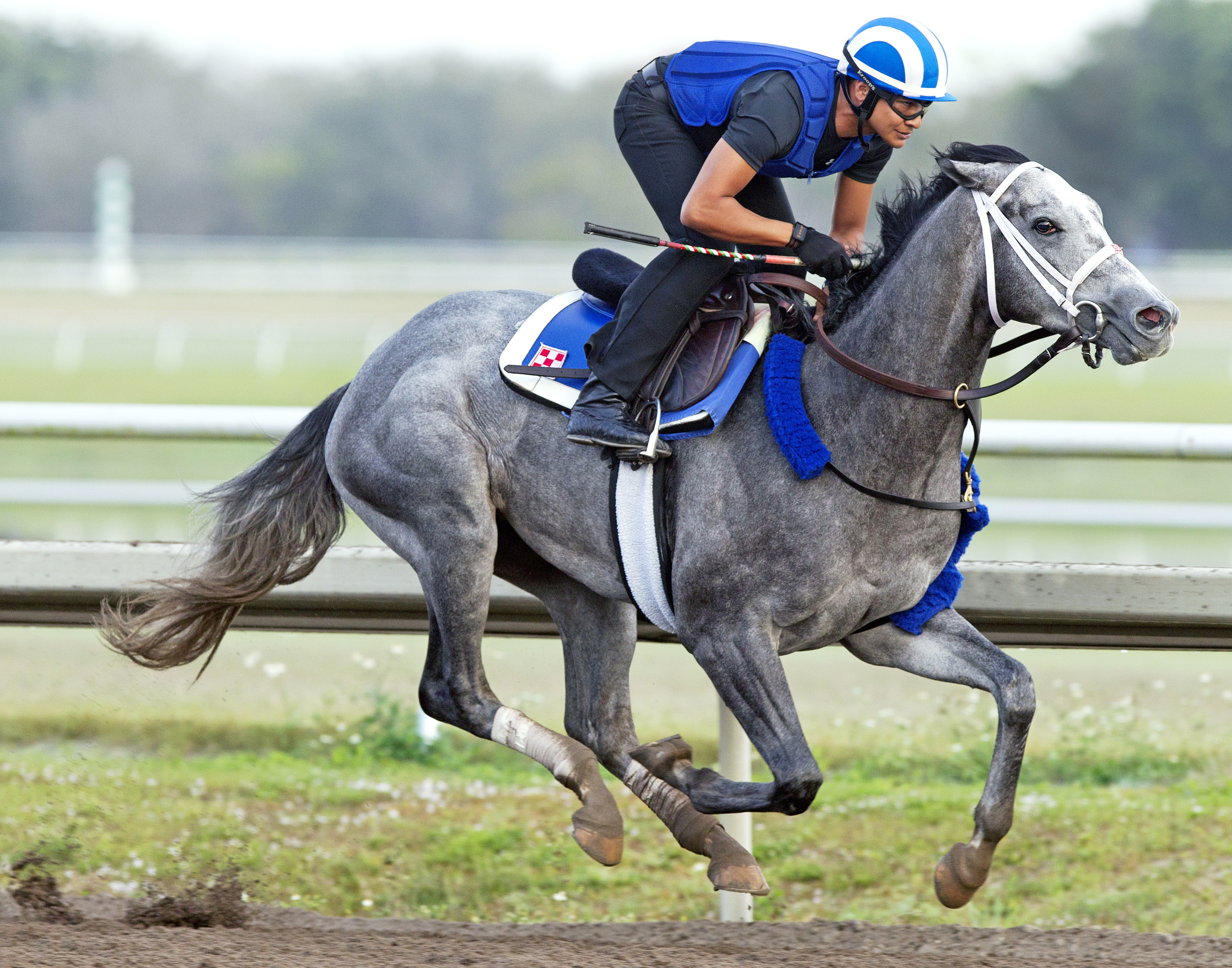 Mohaymen trains at Gulfstream on March 18