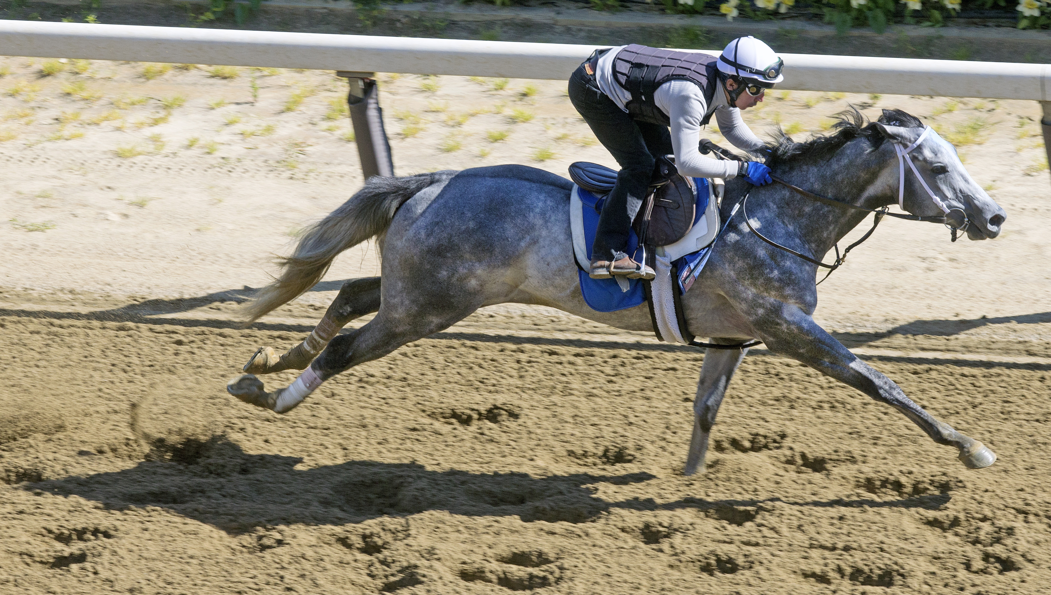 Mohaymen trains at Belmont Park on June 4