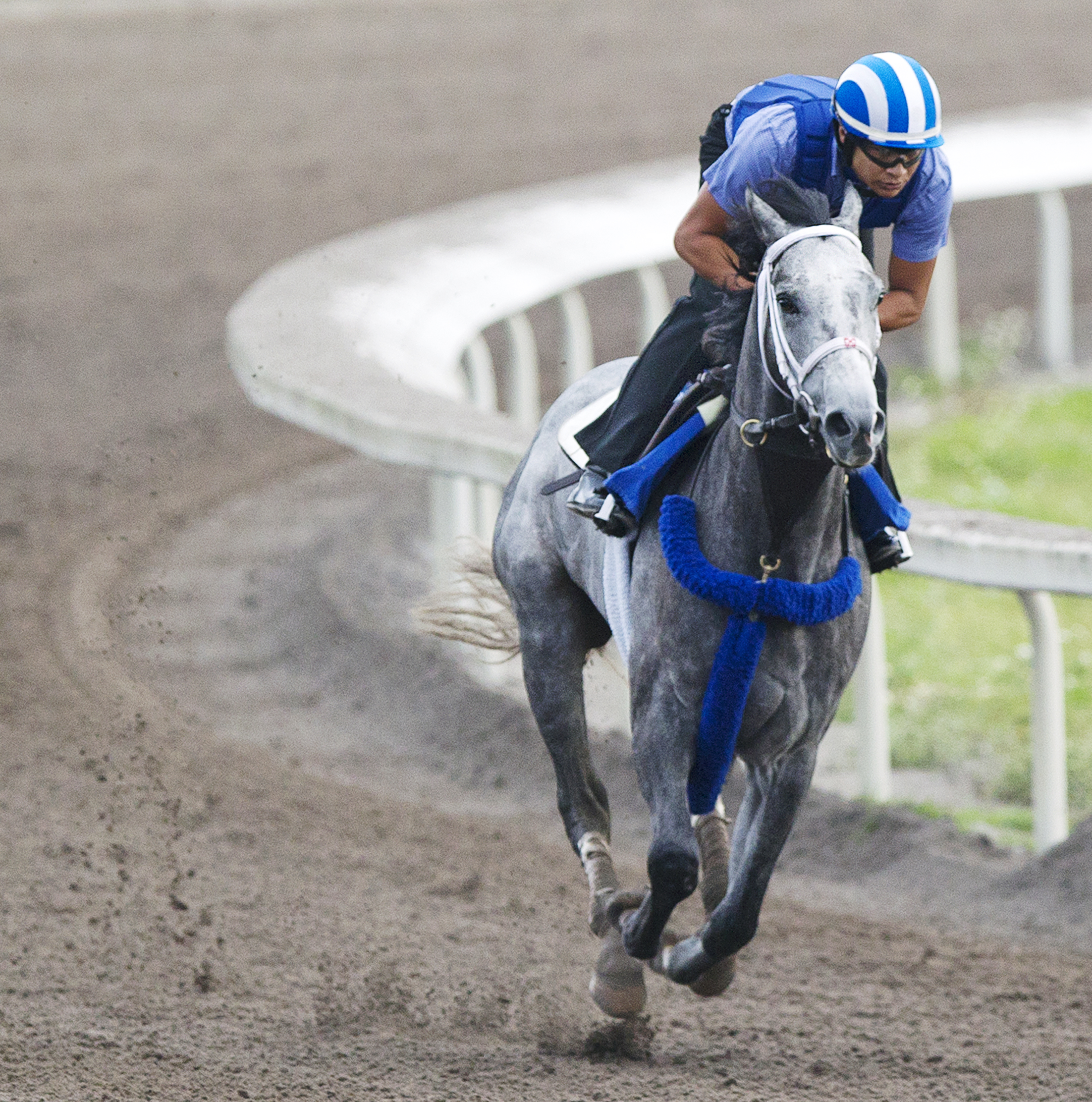 Mohaymen trains at Palm Meadows on Feb. 24