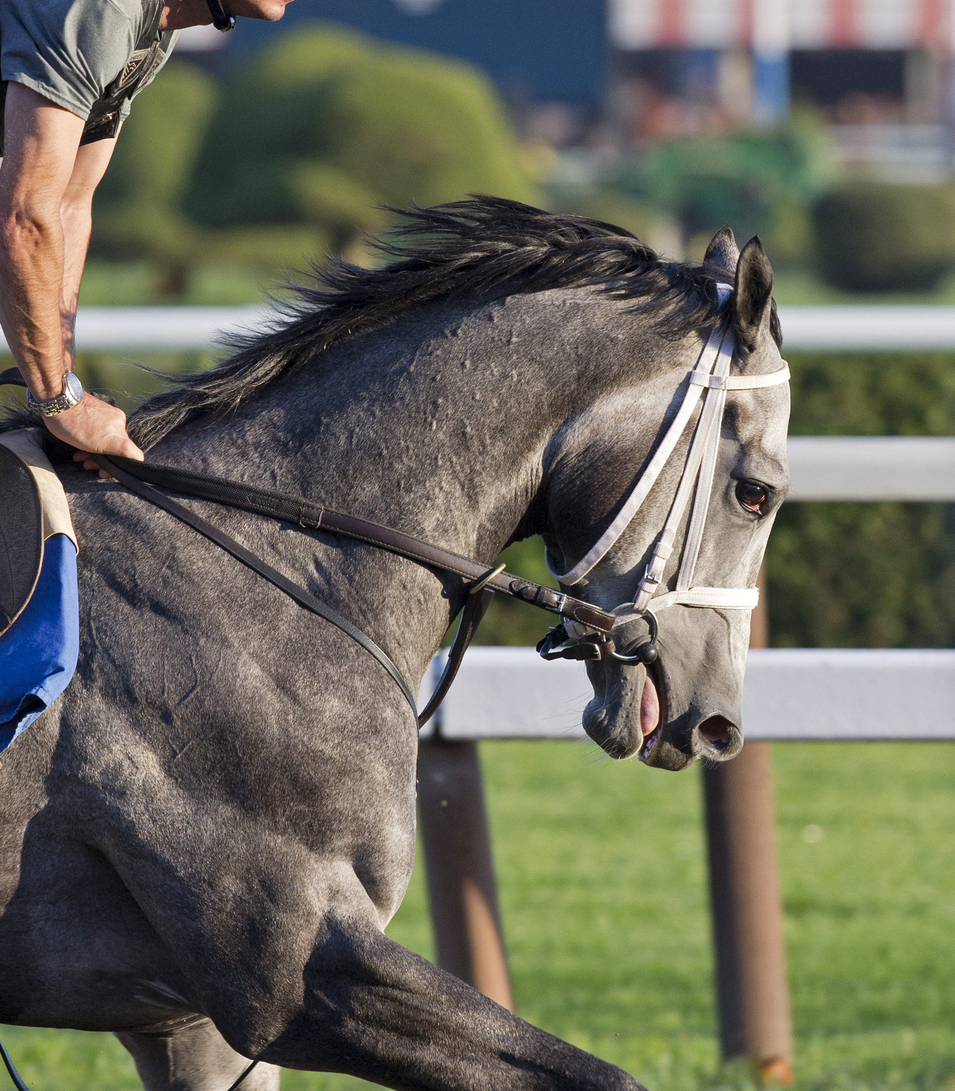 Mohaymen at Saratoga on July 21