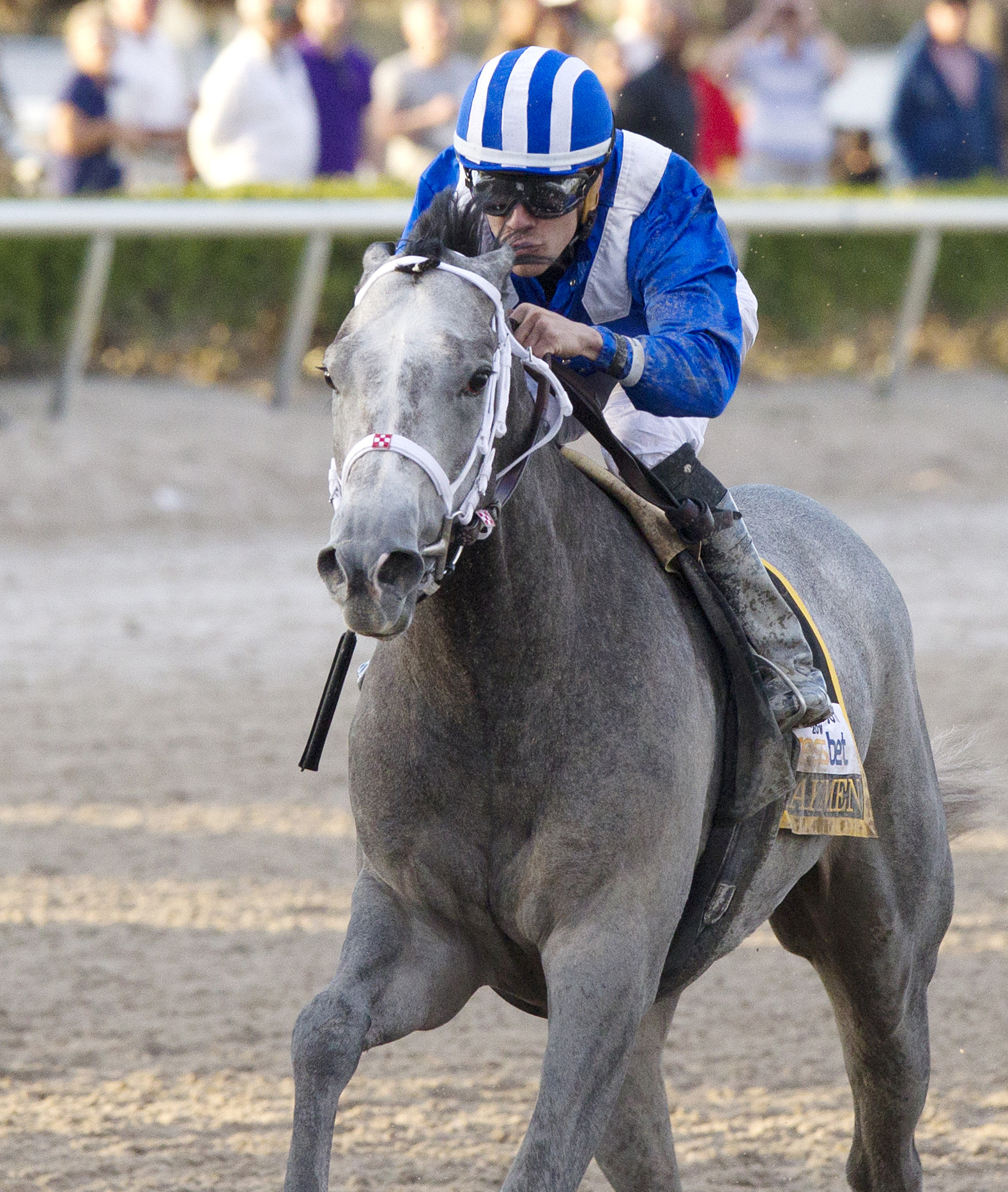 Mohaymen wins the Fountain of Youth