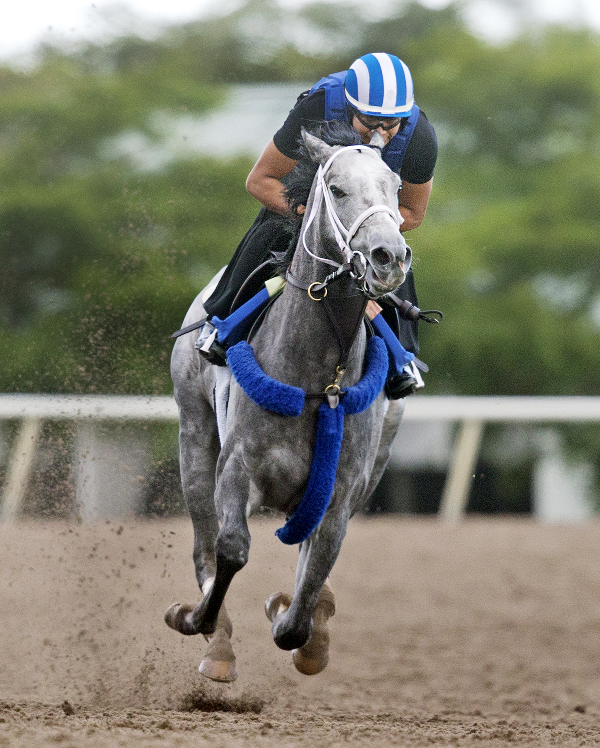 Mohaymen trains at Palm Meadows on Feb. 19