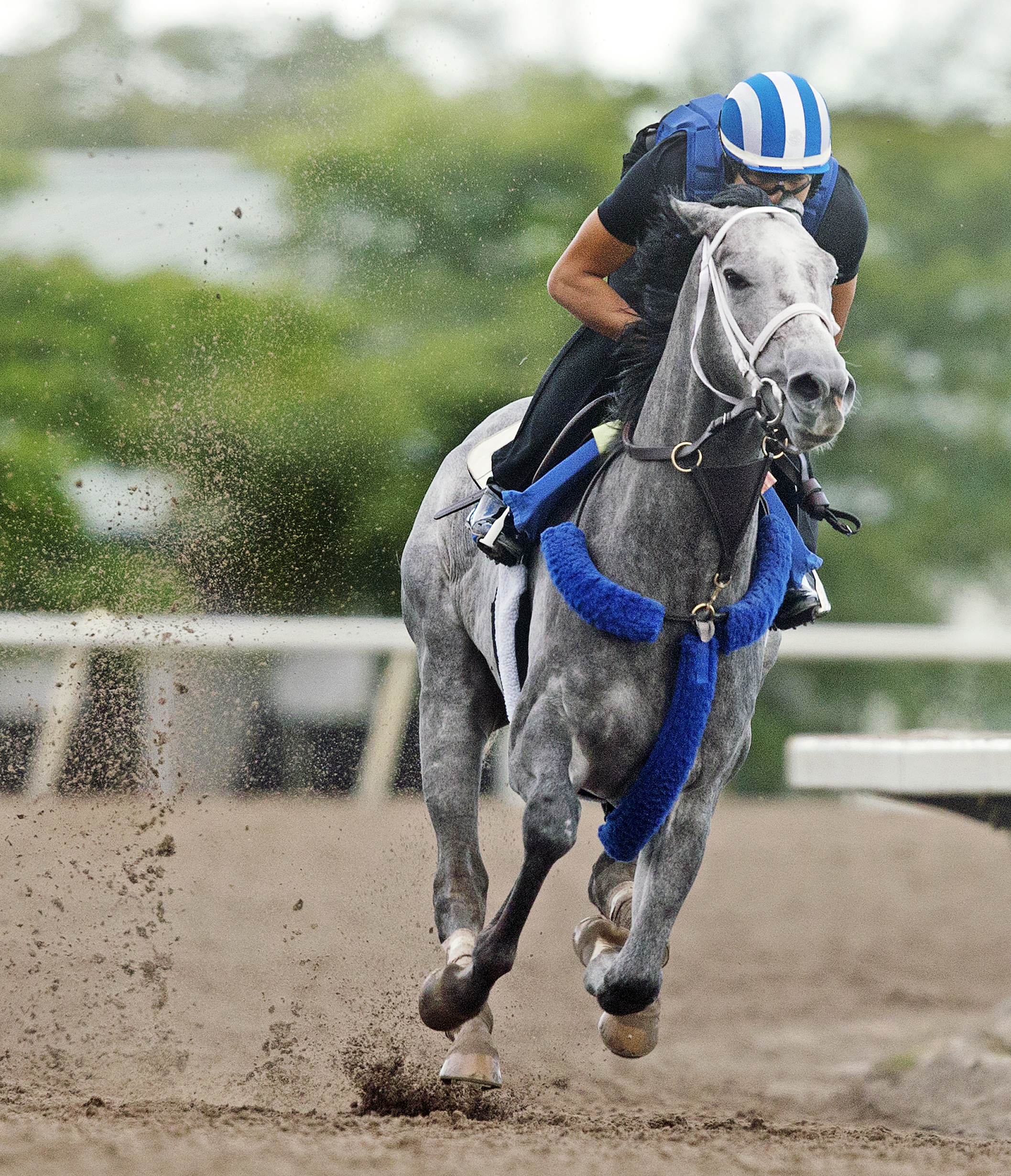 Mohaymen trains at Palm Meadows on Feb. 19