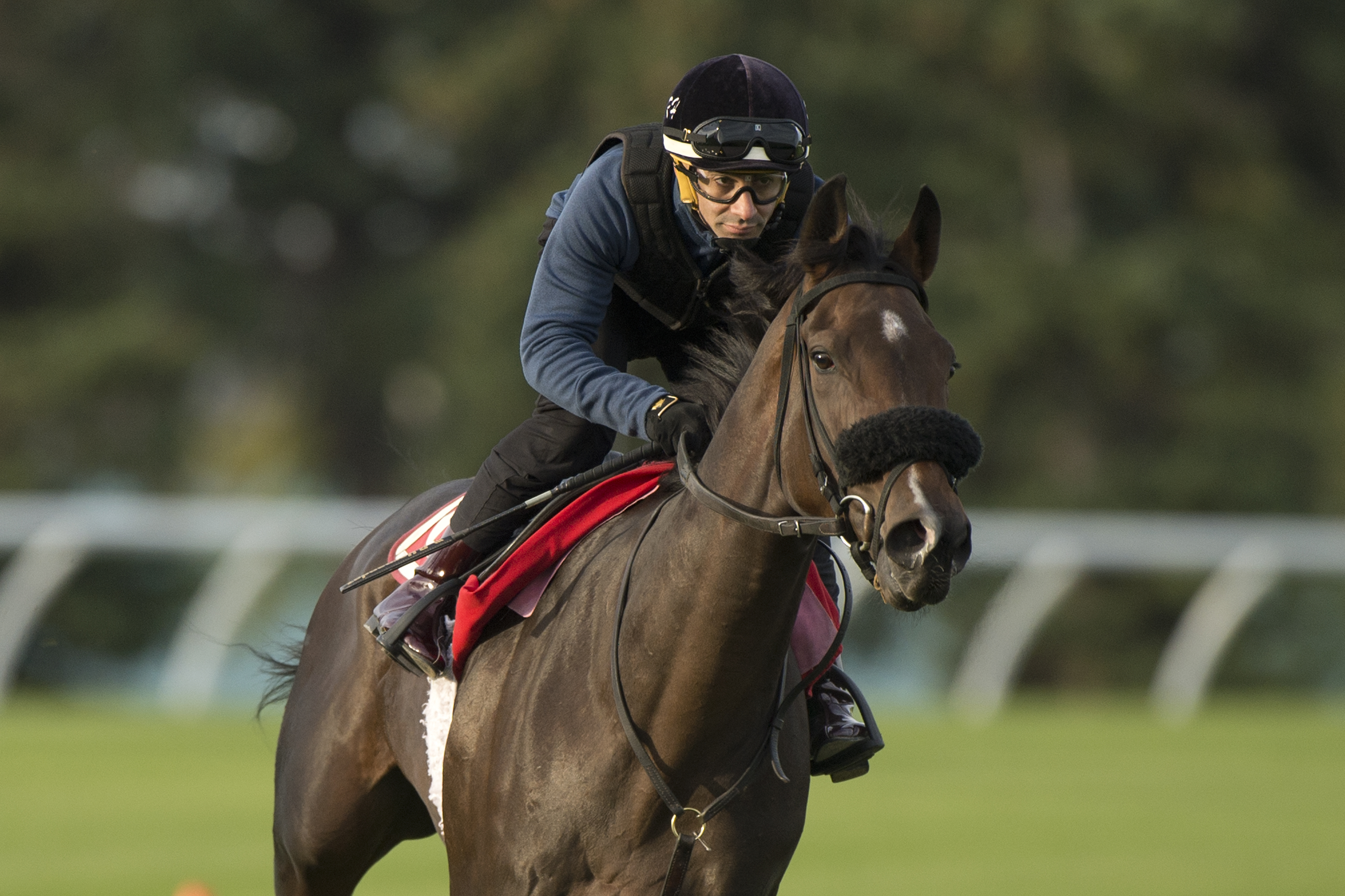 Moira breezes at Woodbine Oct 1 2022