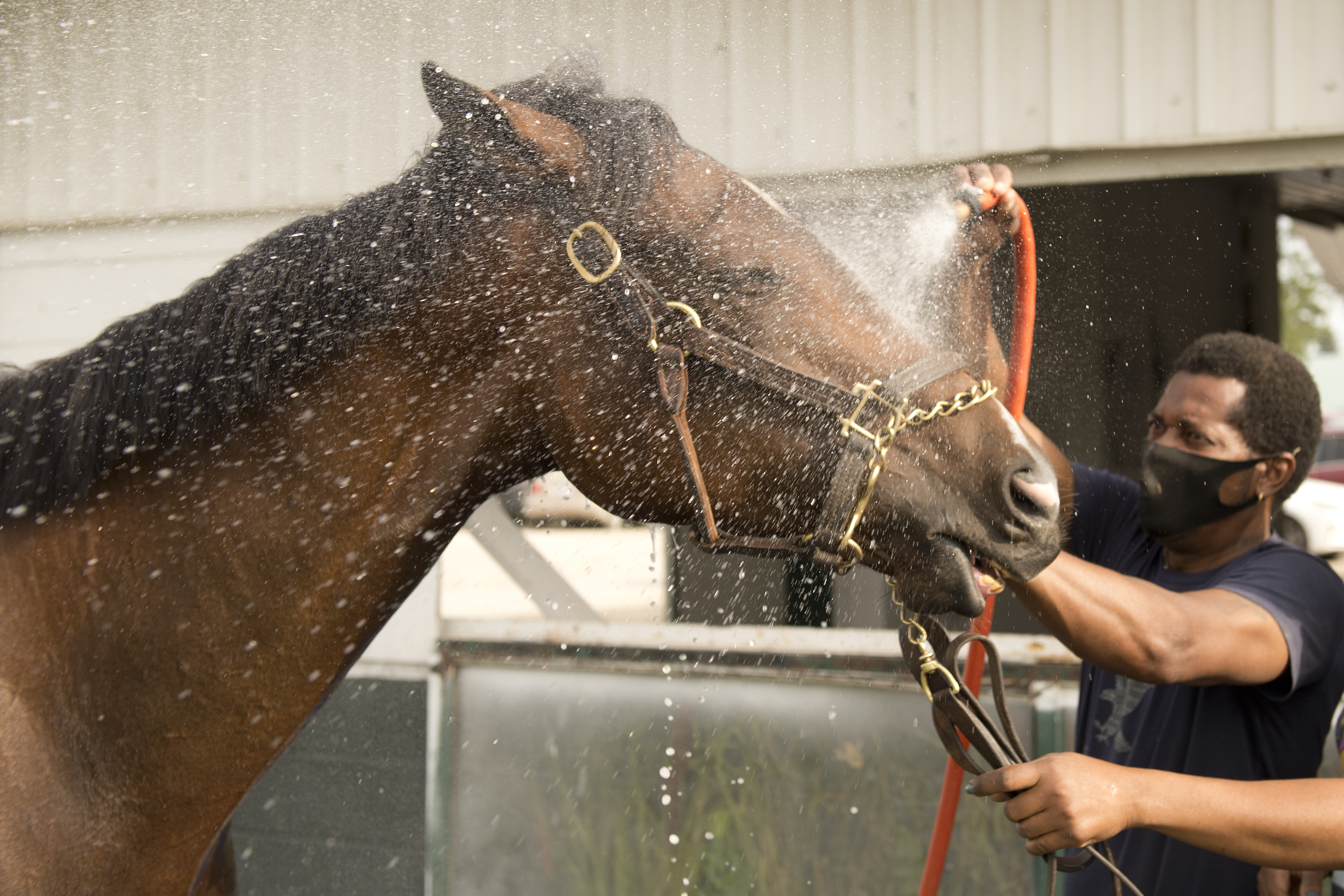 Queen's Plate pedigree profile: Moira