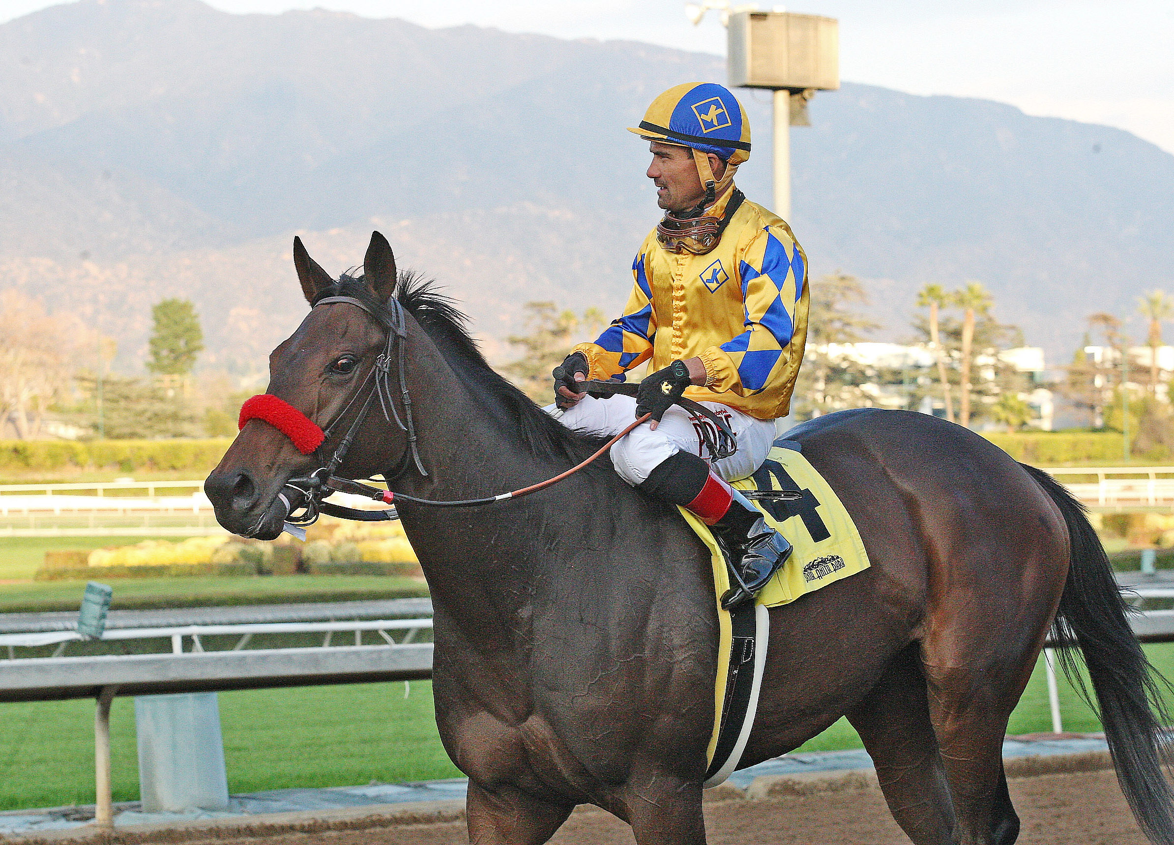 Mokat at Santa Anita Park on Jan. 8