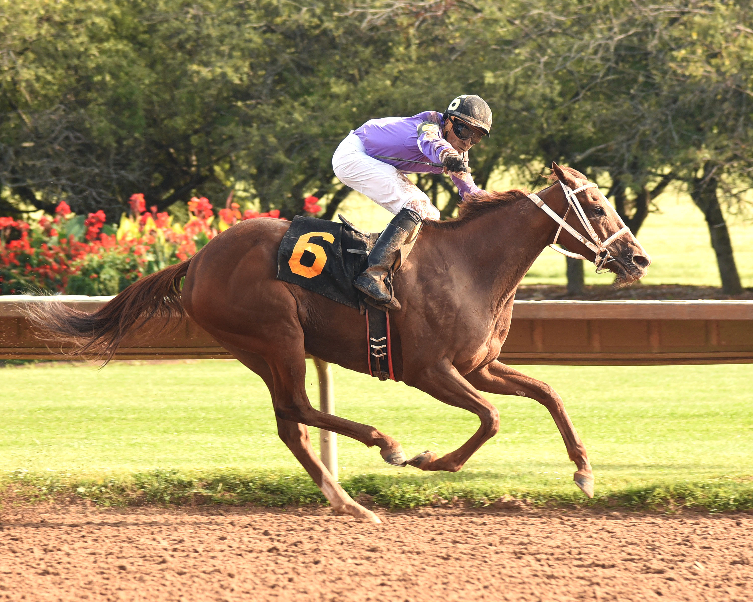 Mom's Law wins the Jack Betta Be Rite Stakes