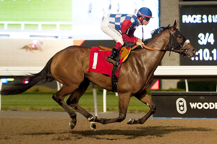 Monastery Lane wins a Sept. 11 maiden race at Woodbine Racetrack