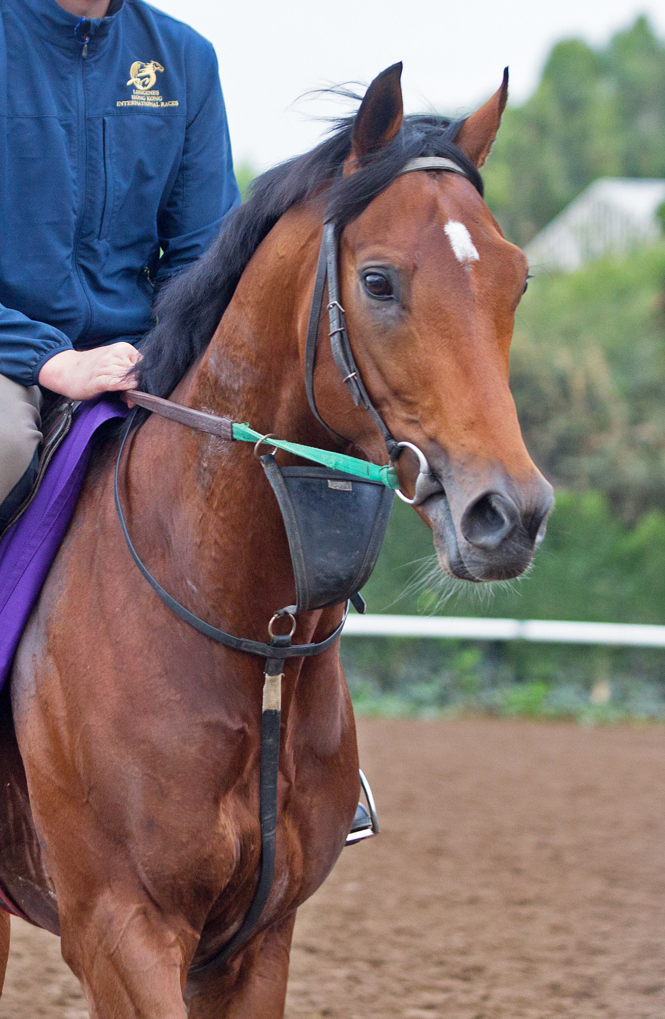 Mondialiste in November 2016