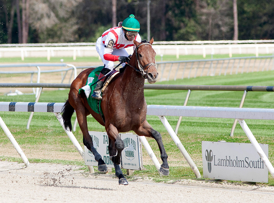 Money Supply wins a Feb. 12 maiden race at Tampa Bay Downs