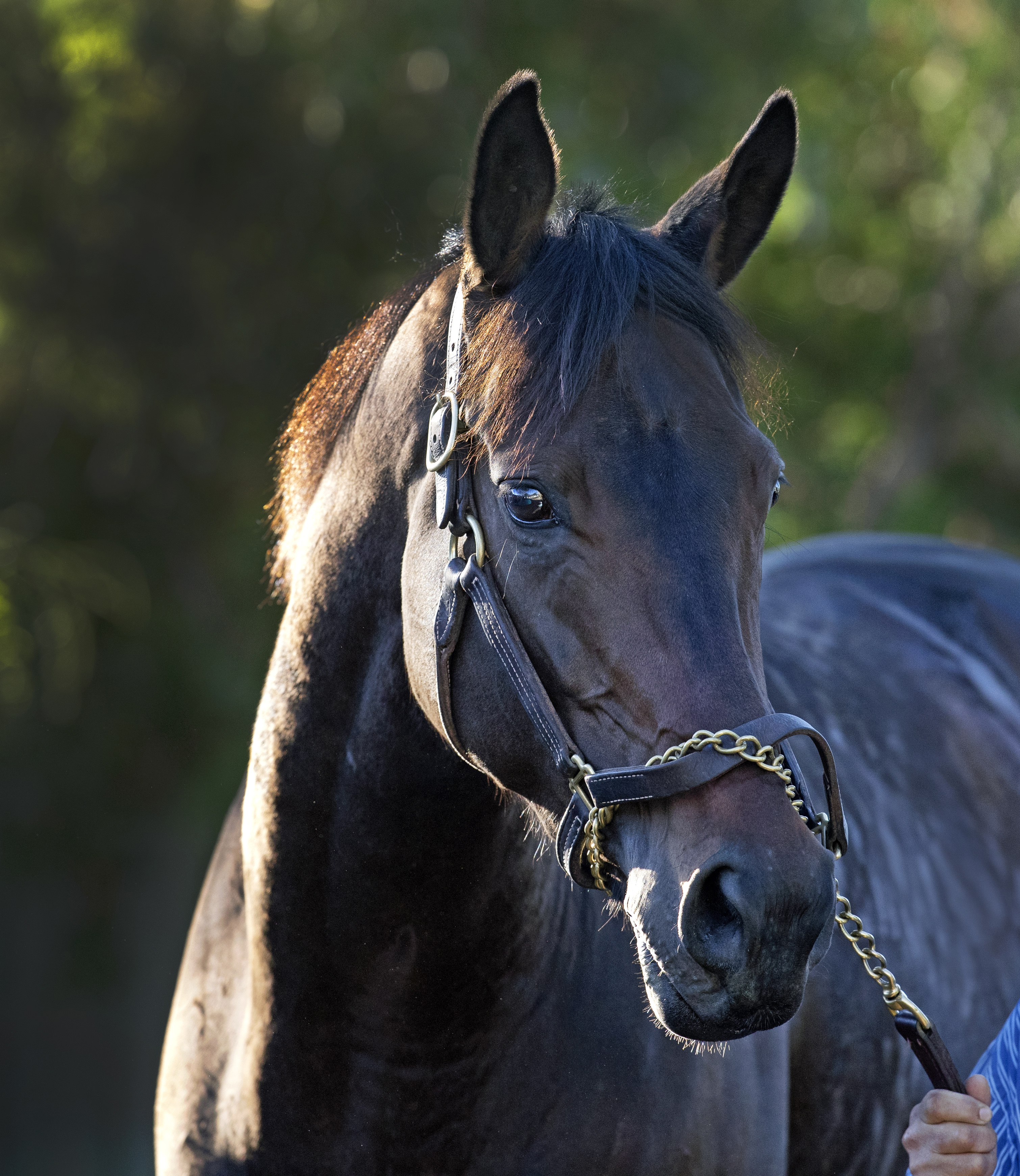 Mongolian Groom portrait at Santa Anita 10.26.19