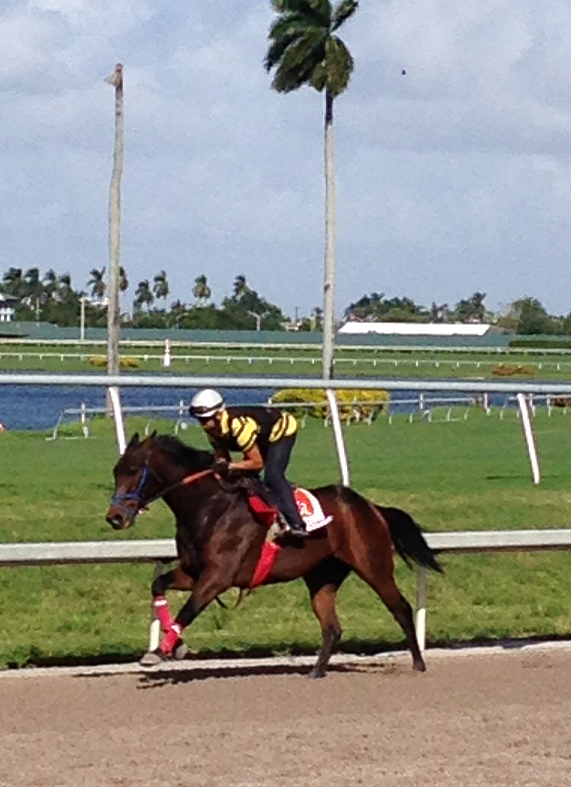 Mongolian Saturday works at Gulfstream Park