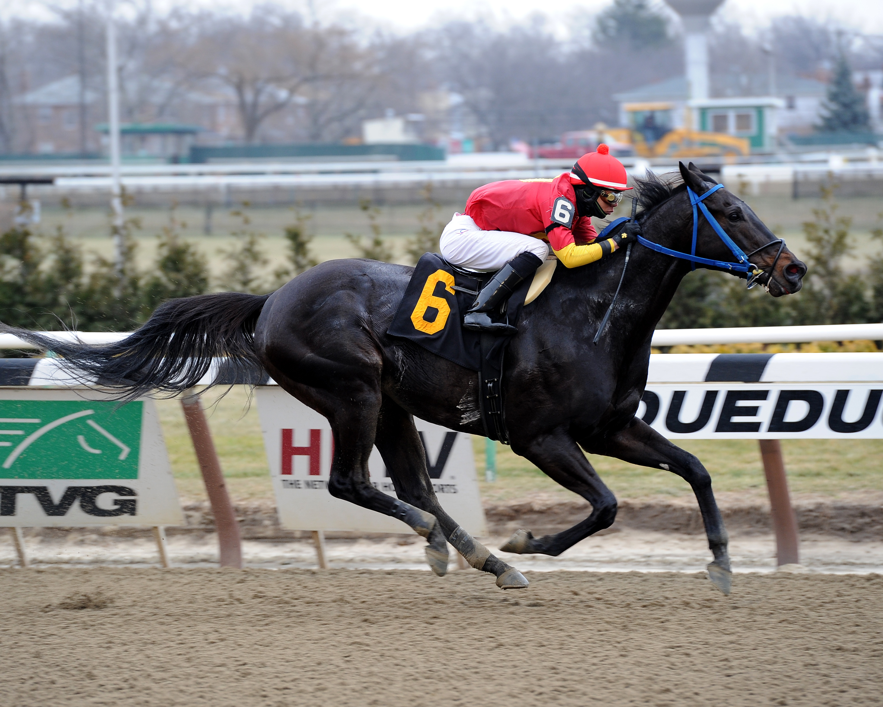 Moonlight Song wins the Gold and Roses