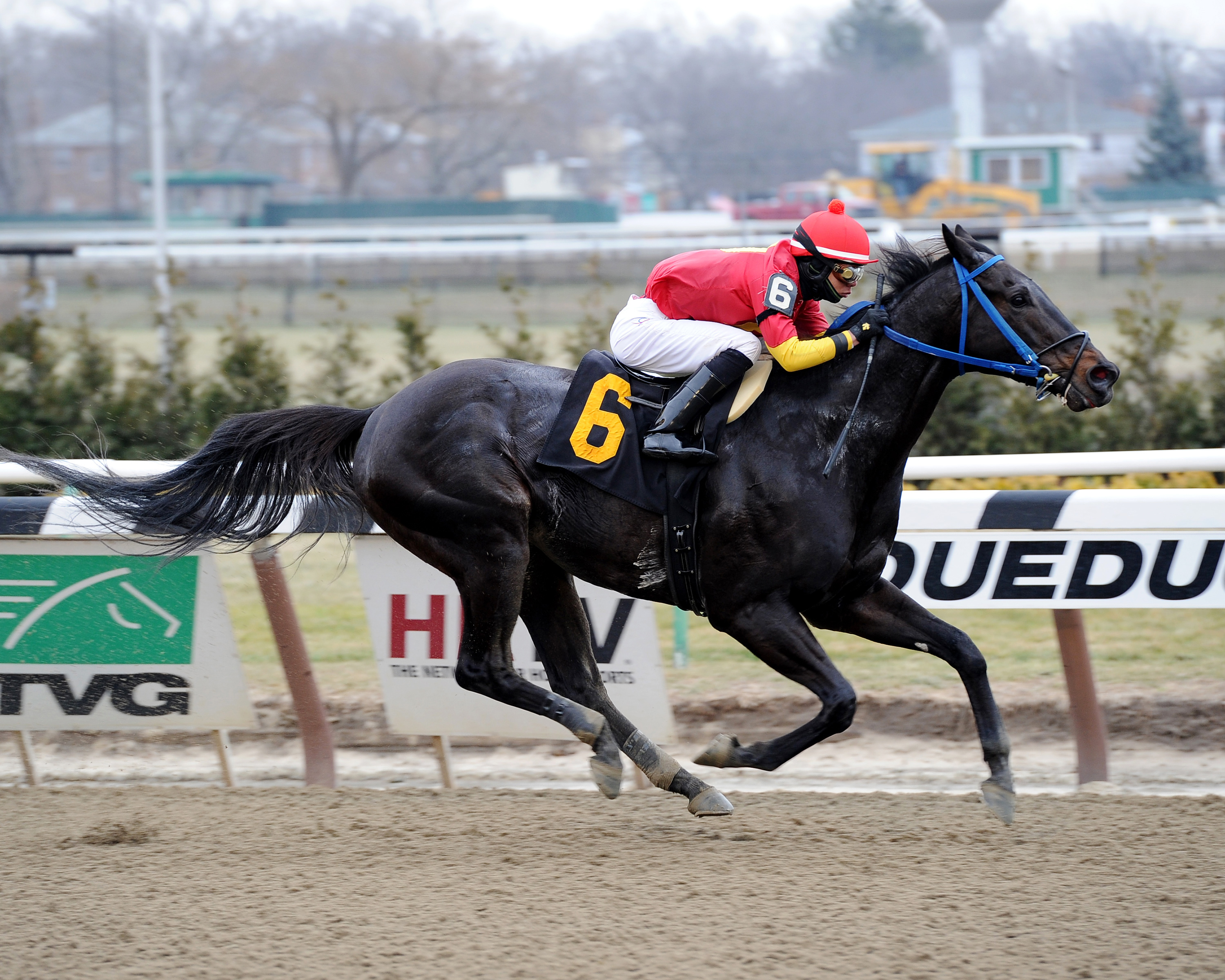 Moonlight Song wins the Gold and Roses