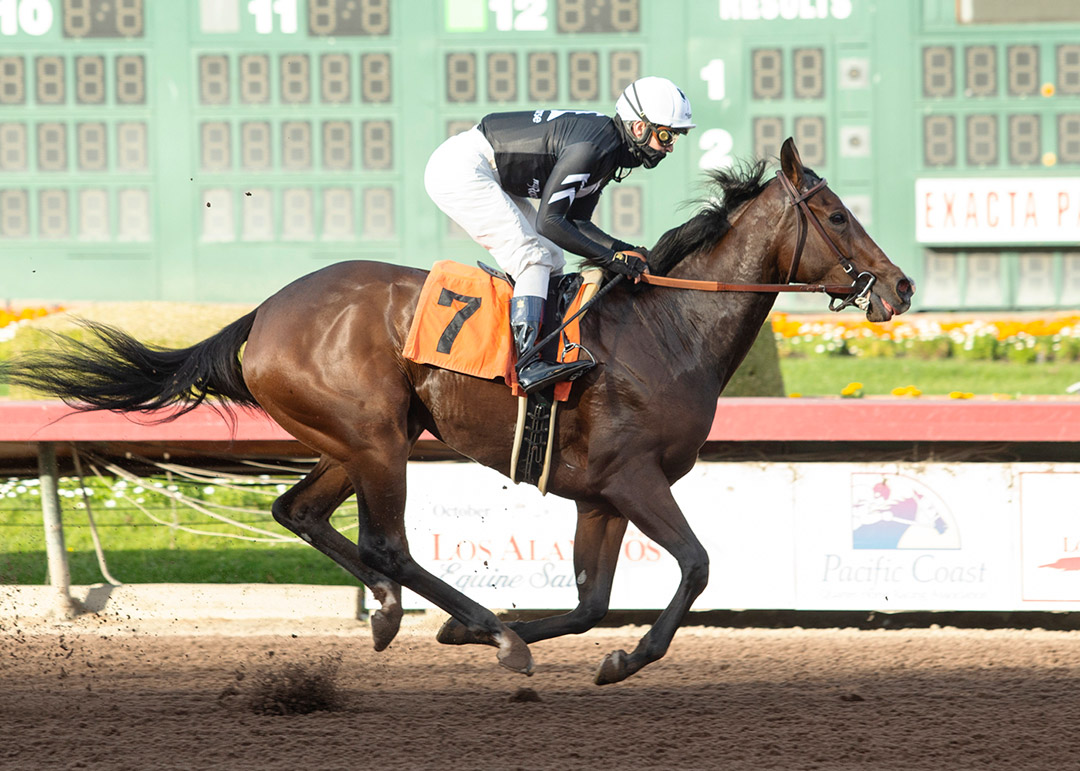 Moonlight d'Oro wins a Dec. 13 maiden race at Los Alamitos Race Course