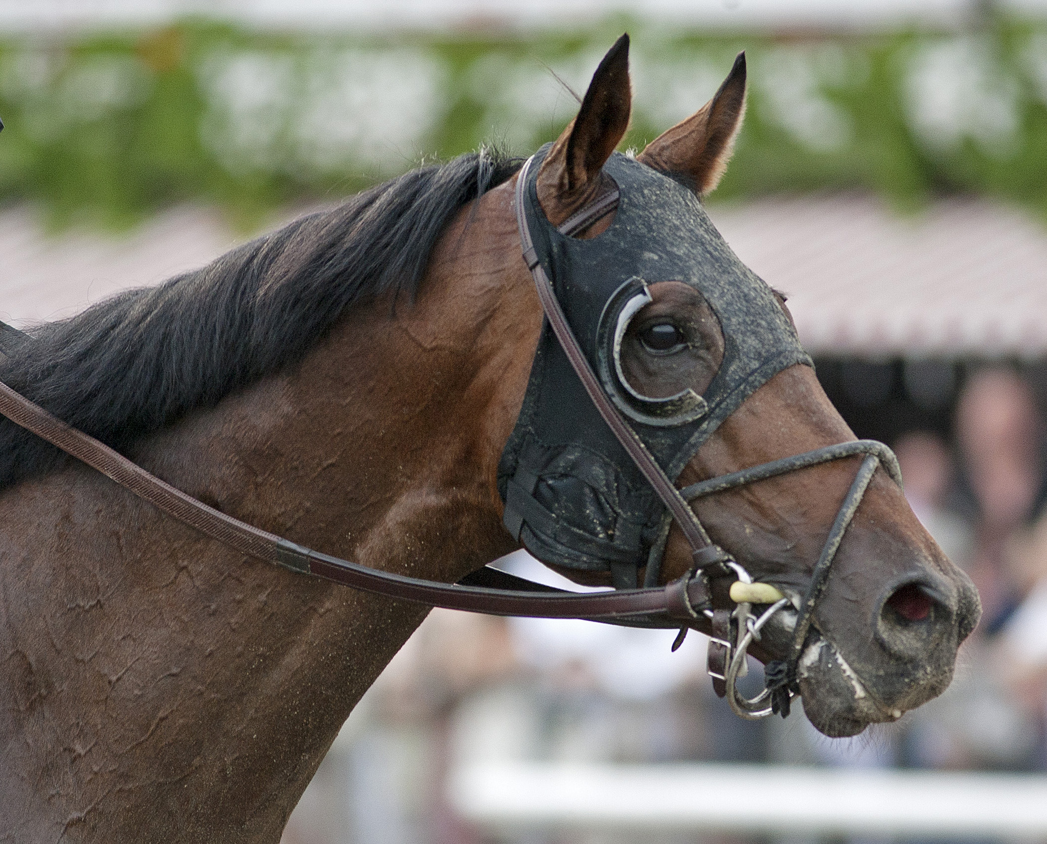 Moonshine Mullin, August 2011 @ Saratoga