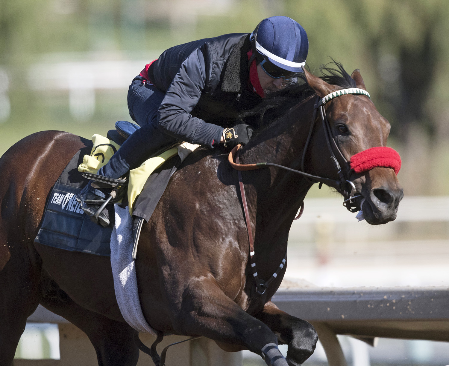 Mopotism trains at Santa Anita Park on Feb. 23