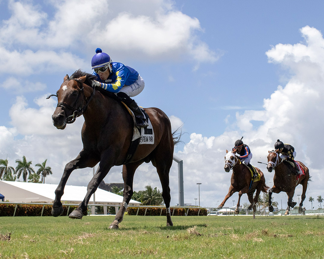 Morning Stride wins the 2020 Home of the Brave at Gulfstream Park