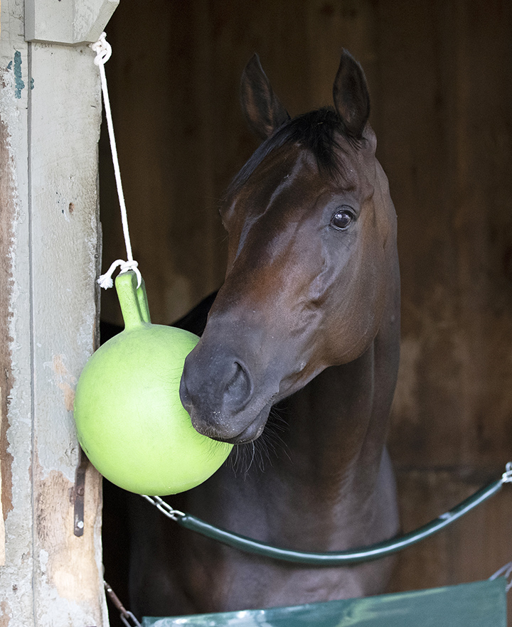 Morticia at Saratoga Race Course on July 18