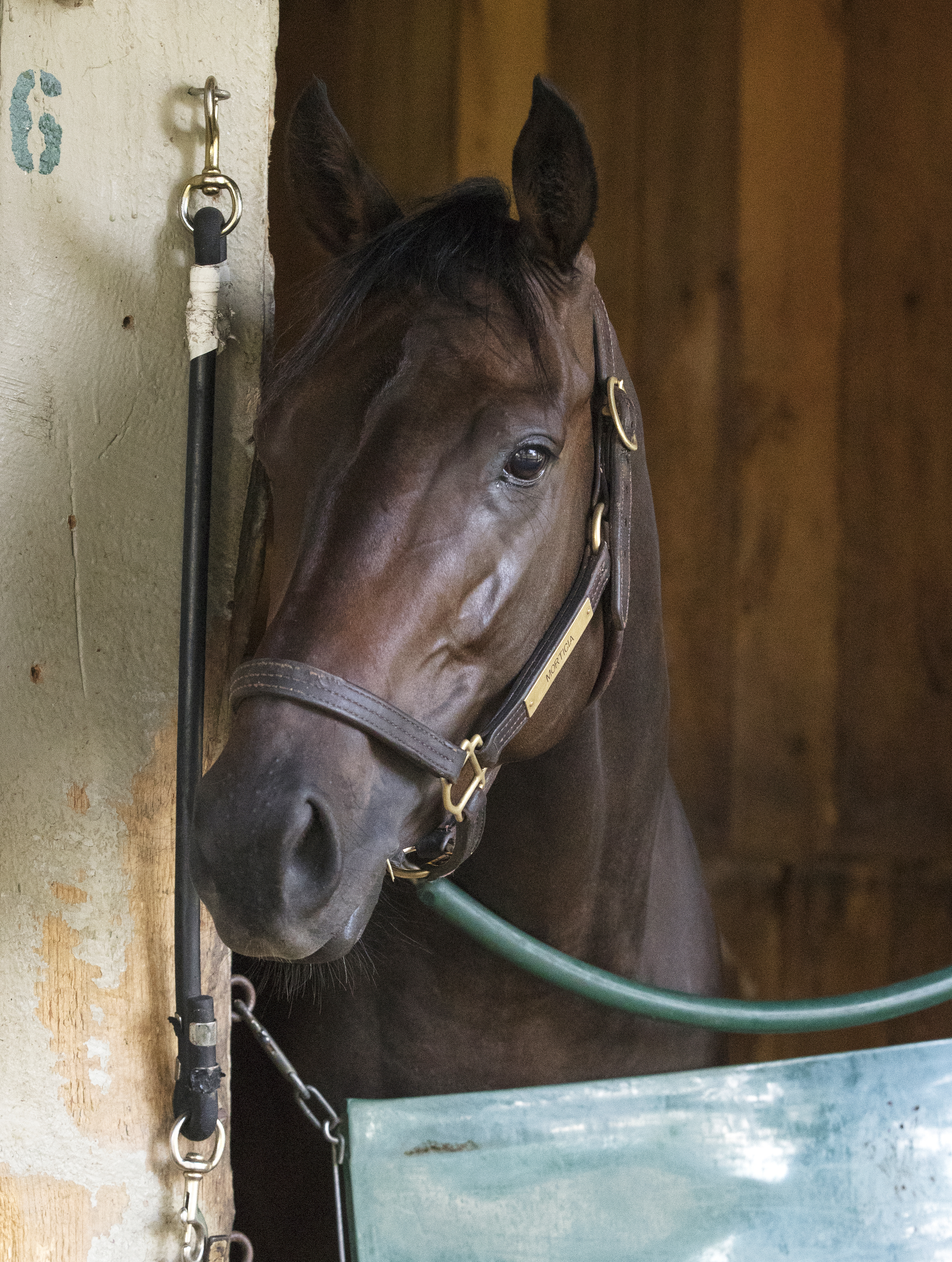 Morticia at Saratoga on July 28