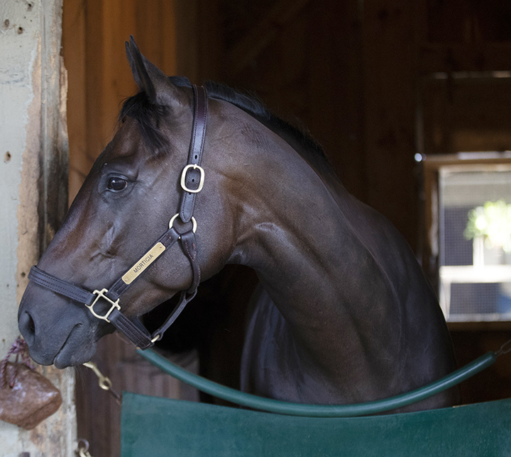 Morticia at Saratoga Race Course