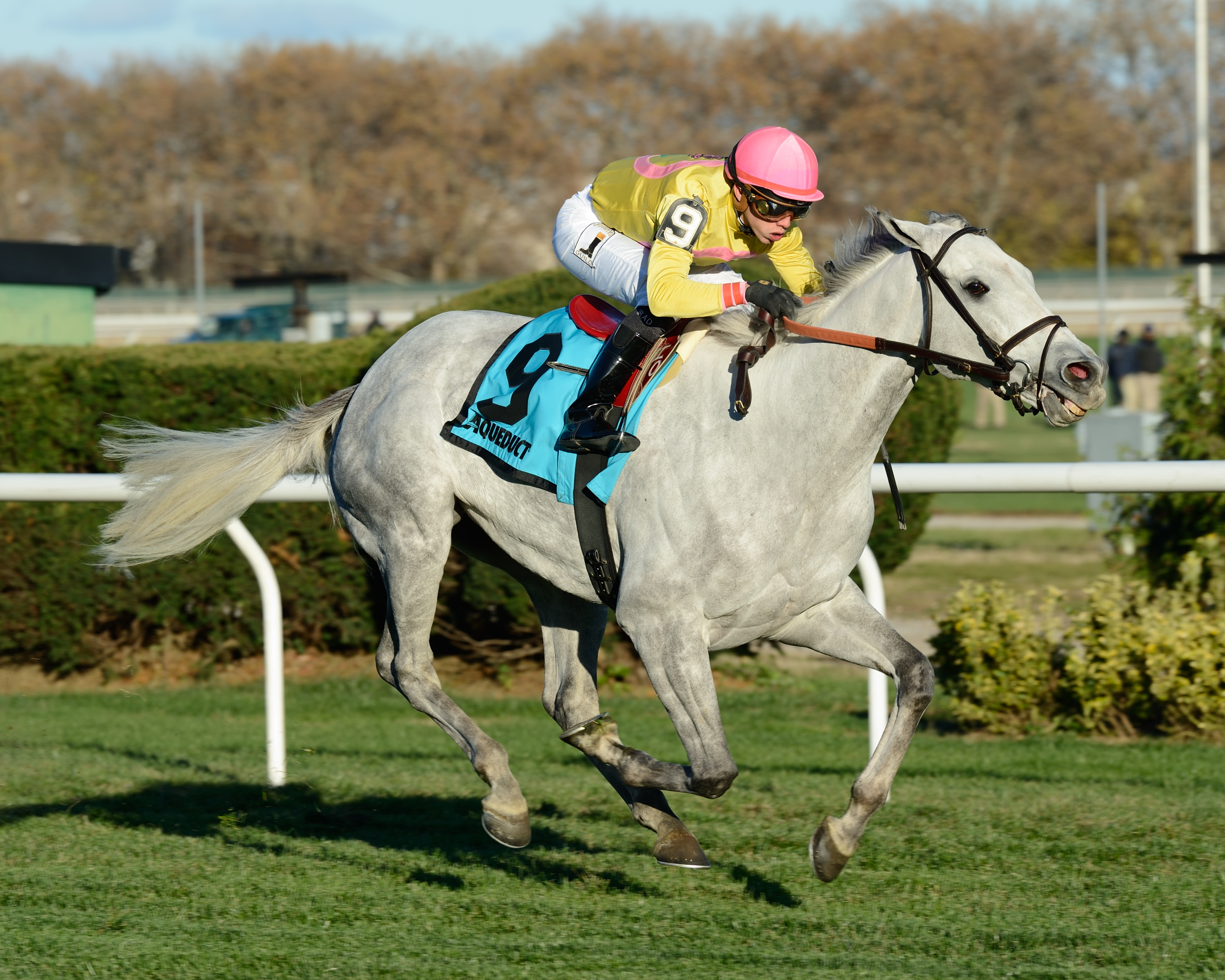 Mr Maybe 11-14-2015