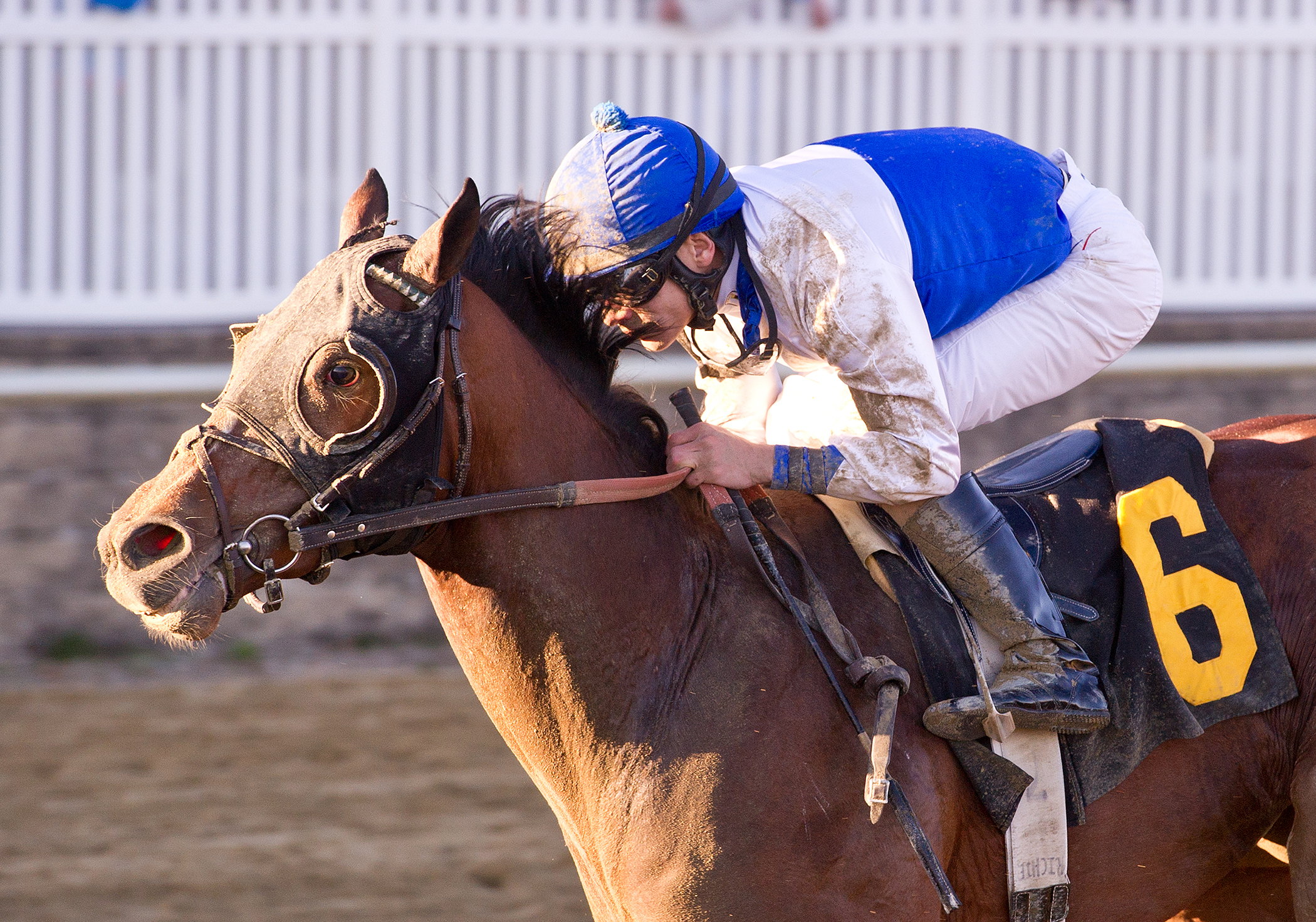 Mr Palmer, Private Terms Stakes