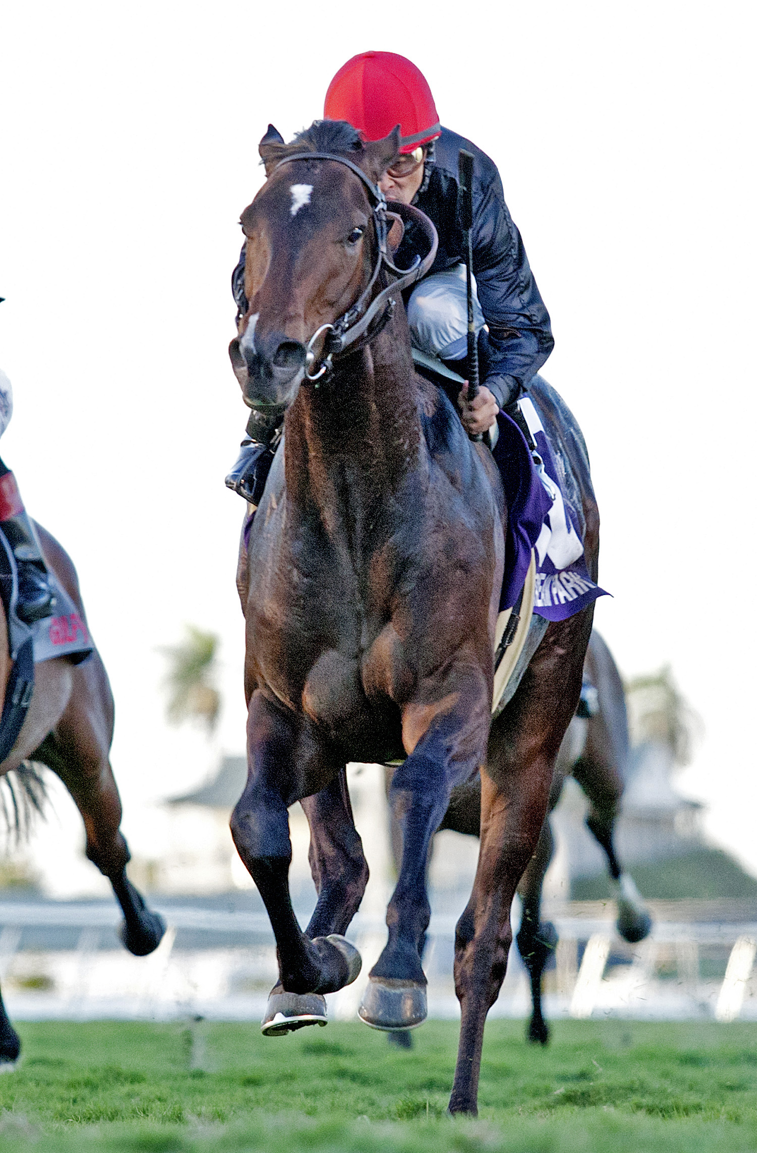 Mr Speaker finishes second in the Palm Beach Stakes
