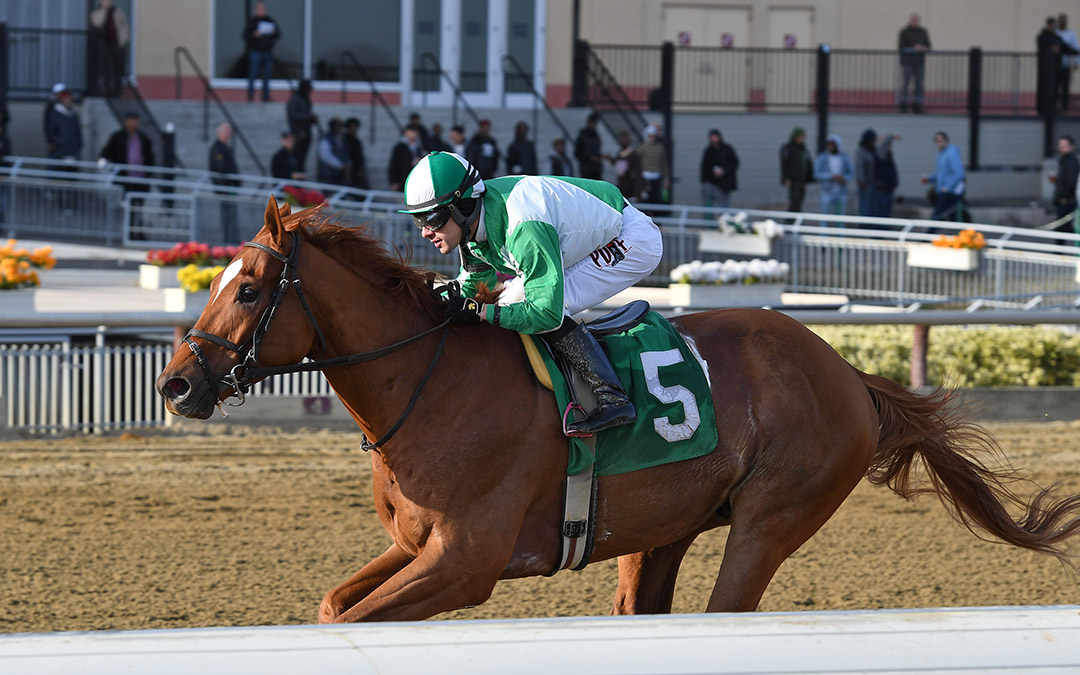 Mr. Buff wins the 2019 Alex M. Robb Stakes at Aqueduct Racetrack