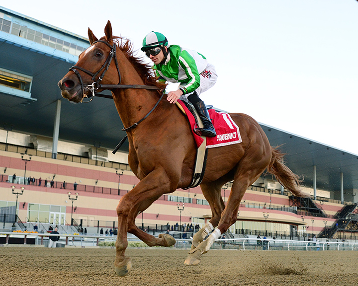 Mr. Buff wins the 2020 Haynesfield Stakes at Aqueduct Racetrack