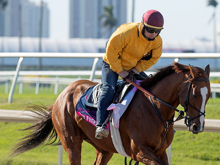 Mr Freeze trains at Gulfstream Park on Jan. 22