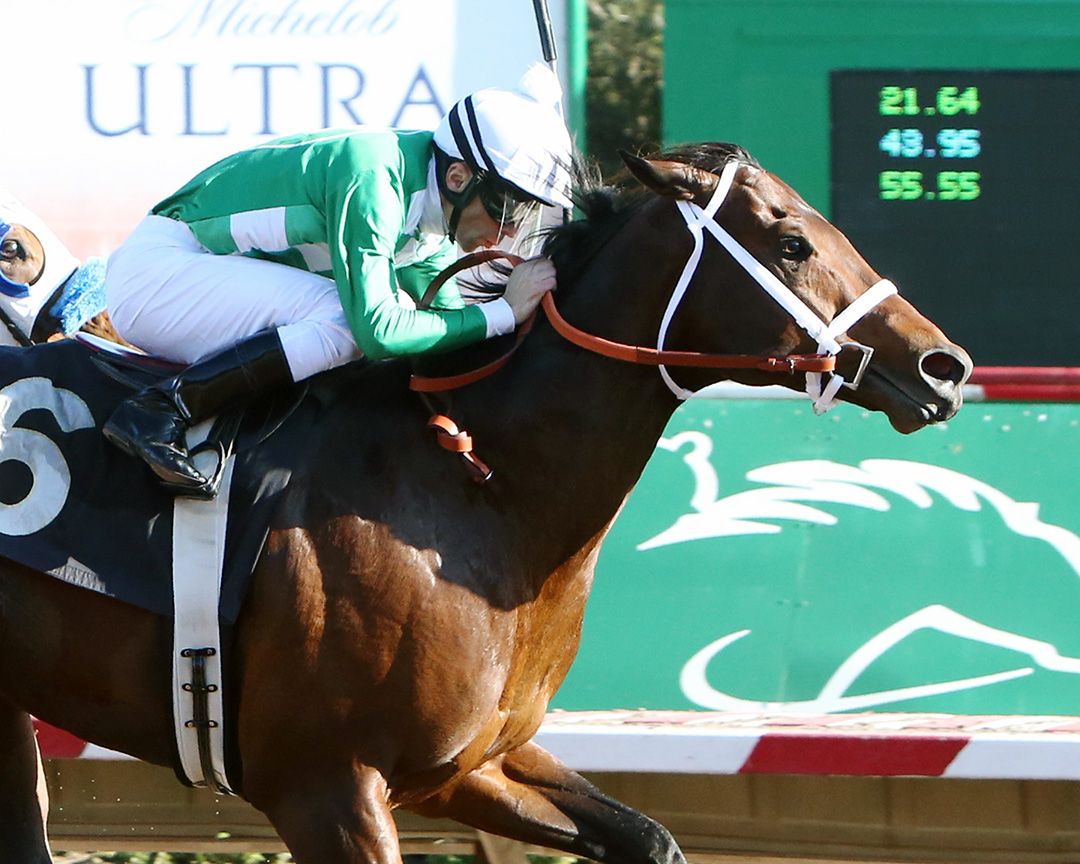 Mr. Jagermeister wins the 2020 Phoenix Gold Cup at Turf Paradise
