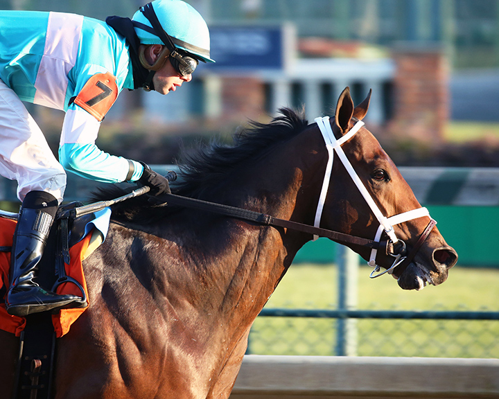 Mr. Monomoy wins a Nov. 16 maiden race at Churchill Downs