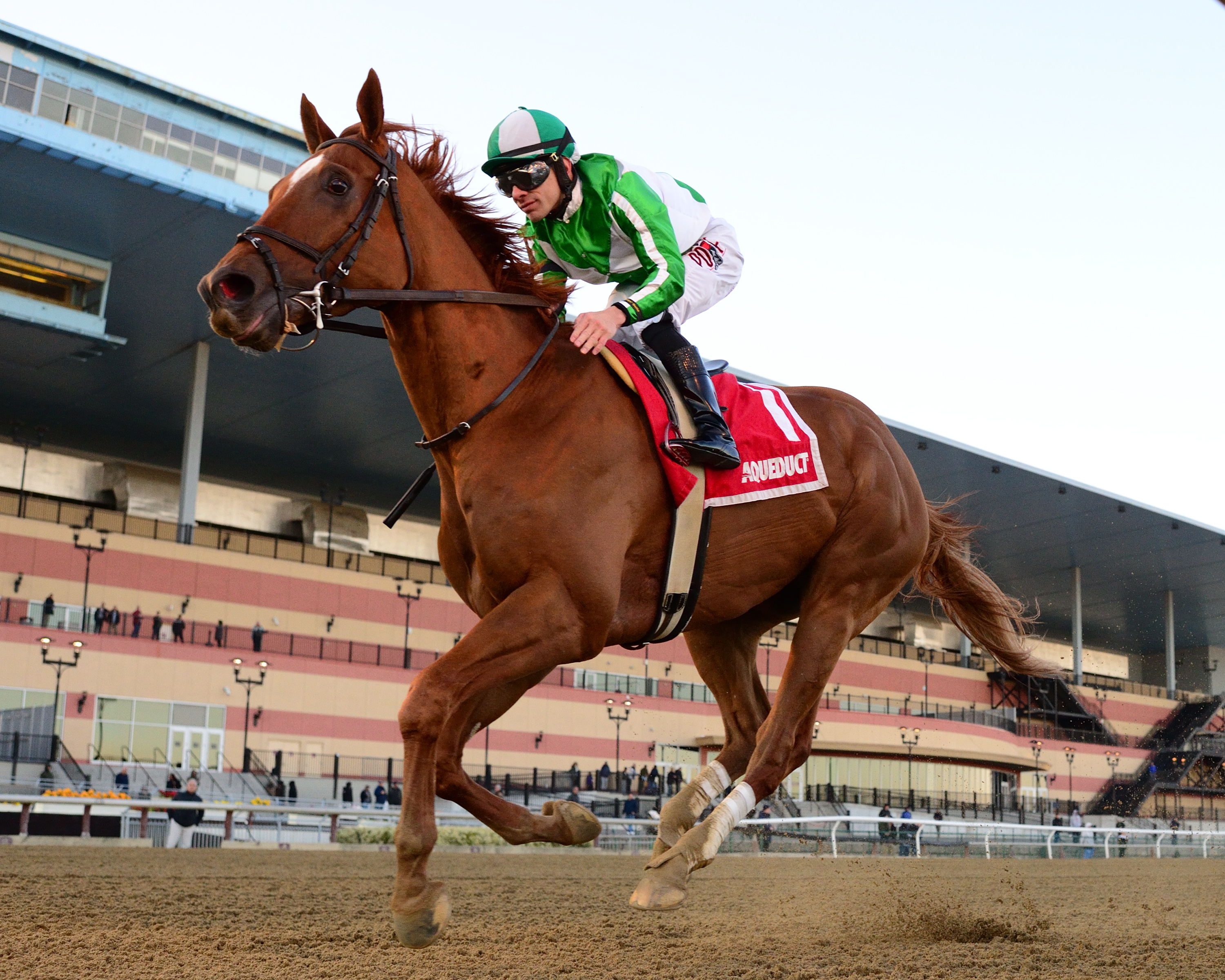 Mr. Buff.Haynesfield Stakes.02-22-2020.Adam Coglianese-NYRA