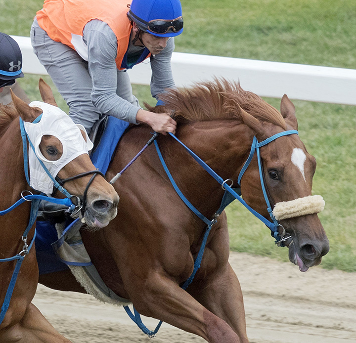 Mr. Buff trains at Saratoga in Sept. 2017