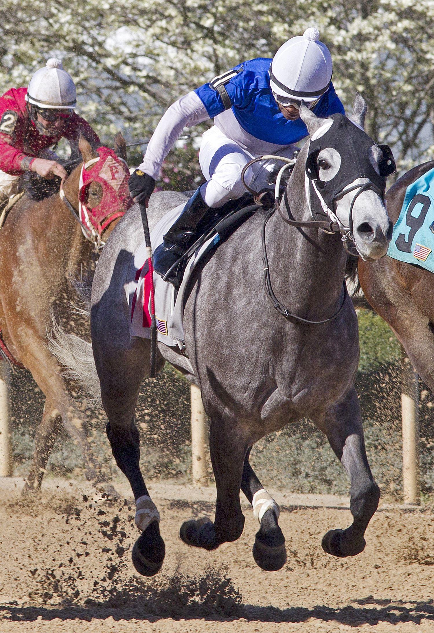Mr. Fuzzybottom wins a starter allowance