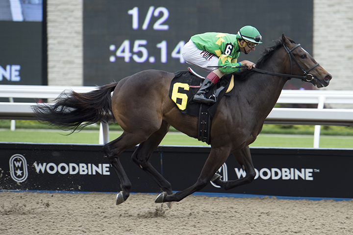 Mr. Hustle wins a June 16 maiden race at Woodbine