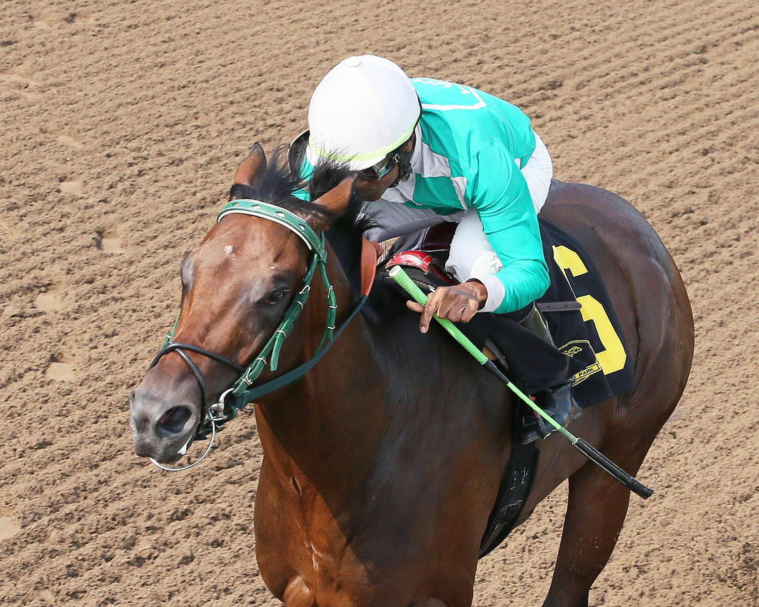 Mr. Jagermeister wins the 2017 Northern Lights Futurity