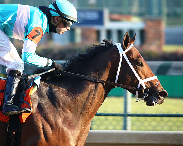 Mr. Monomoy wins a Nov. 16 maiden race at Churchill Downs