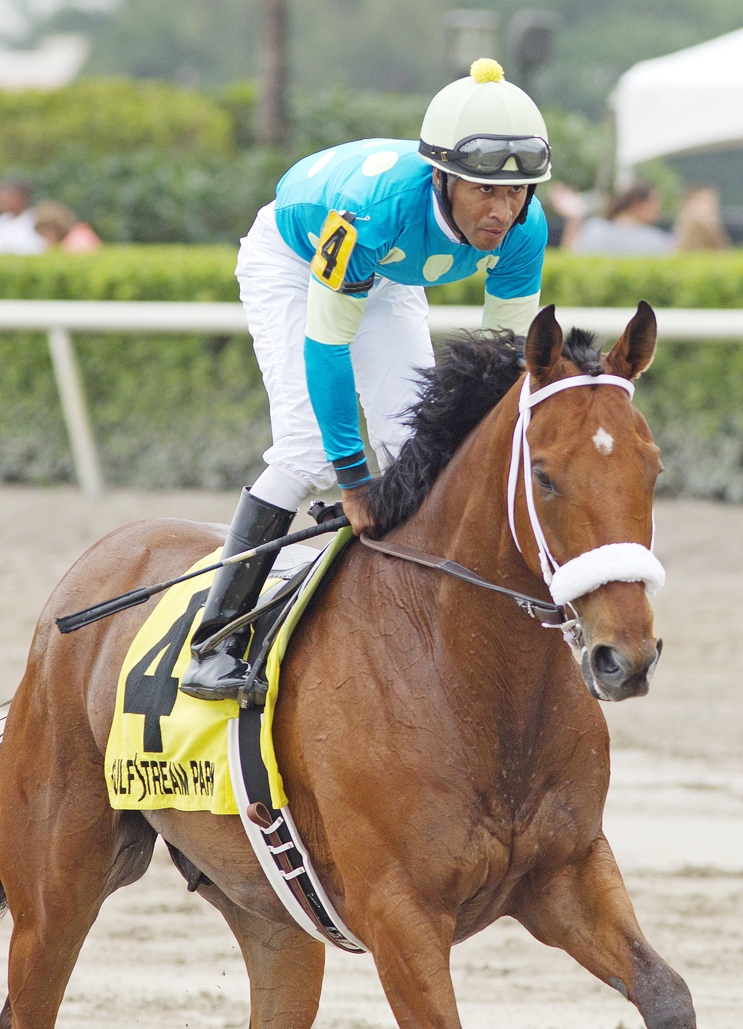 Mr. Online at Gulfstream Park