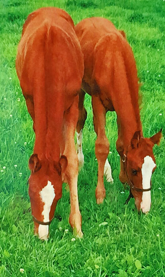 Mr. Ping and Mr. Pong of Avonwood Farm