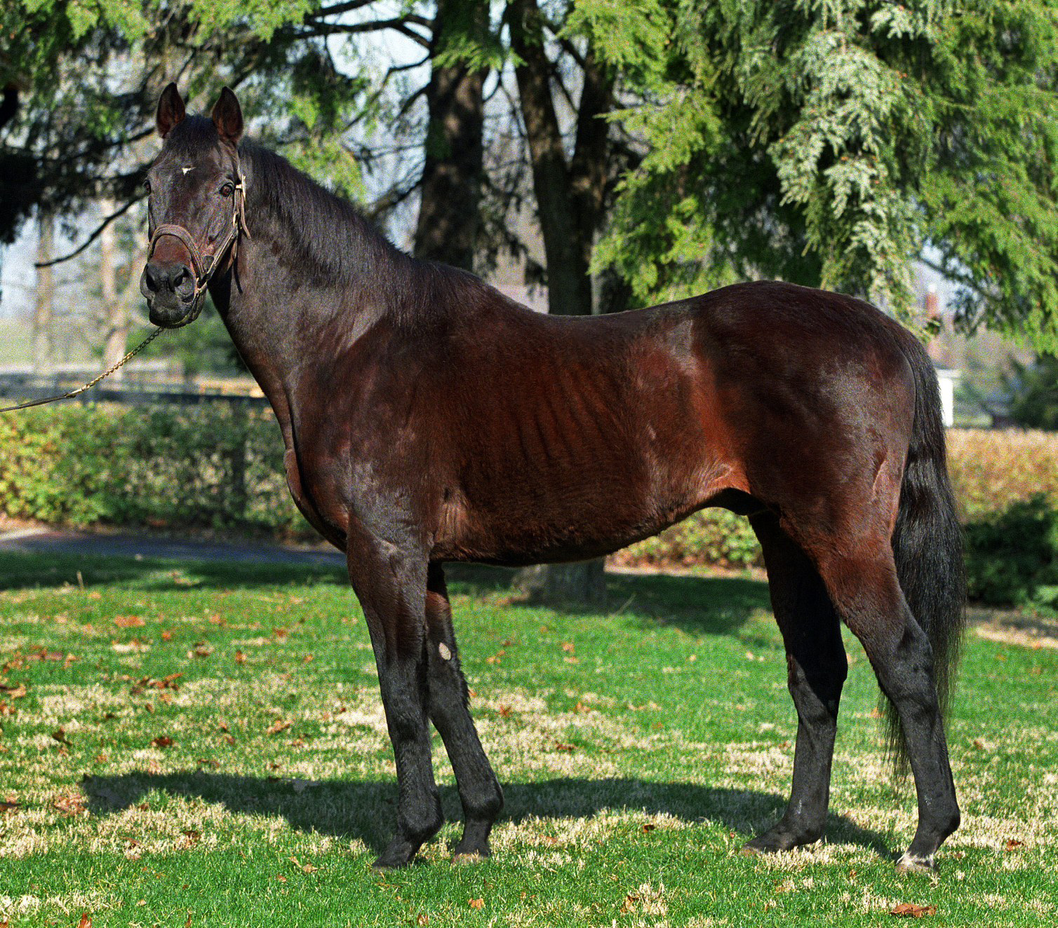 Mr. Prospector