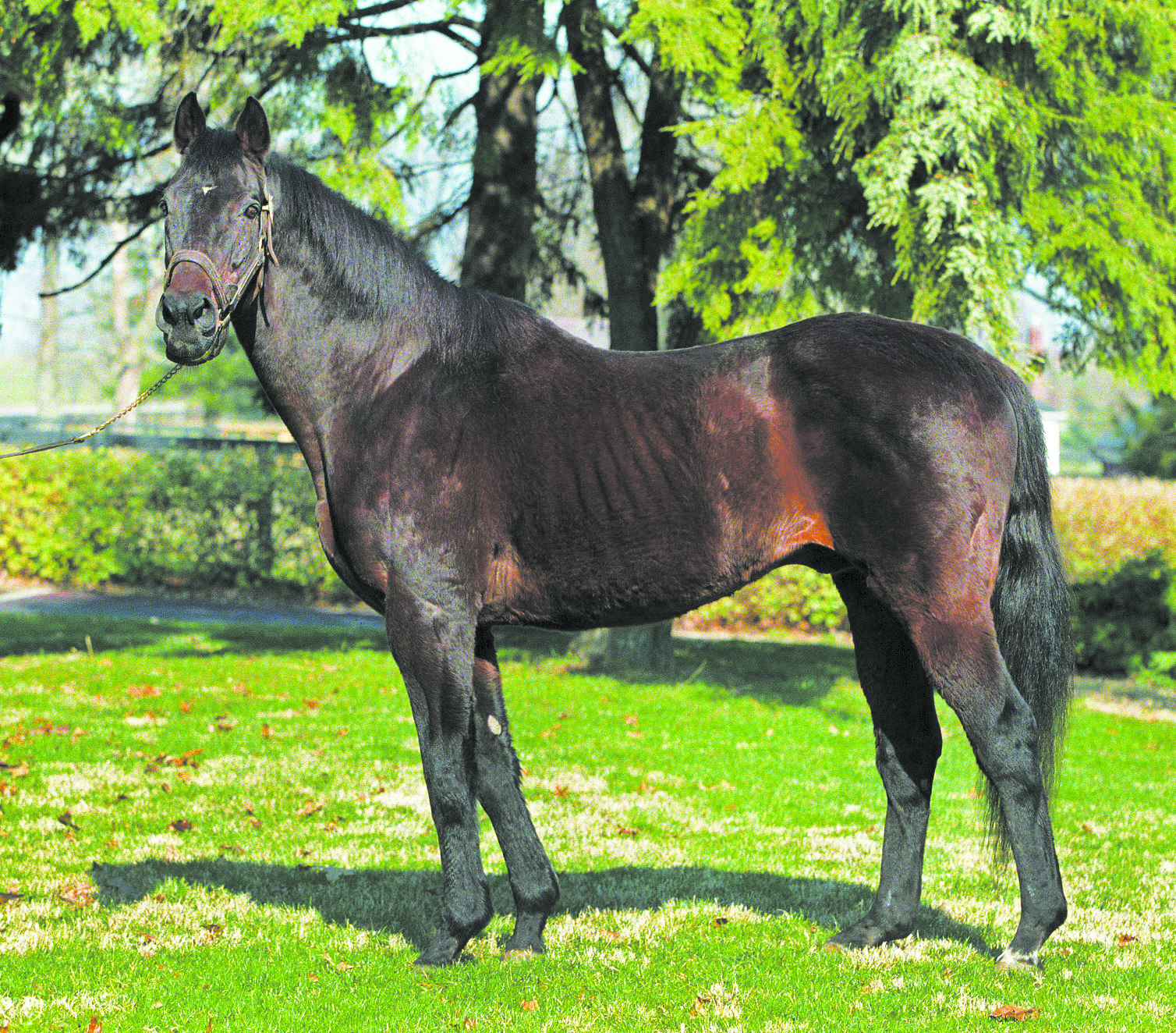 SparkmanMrProspector