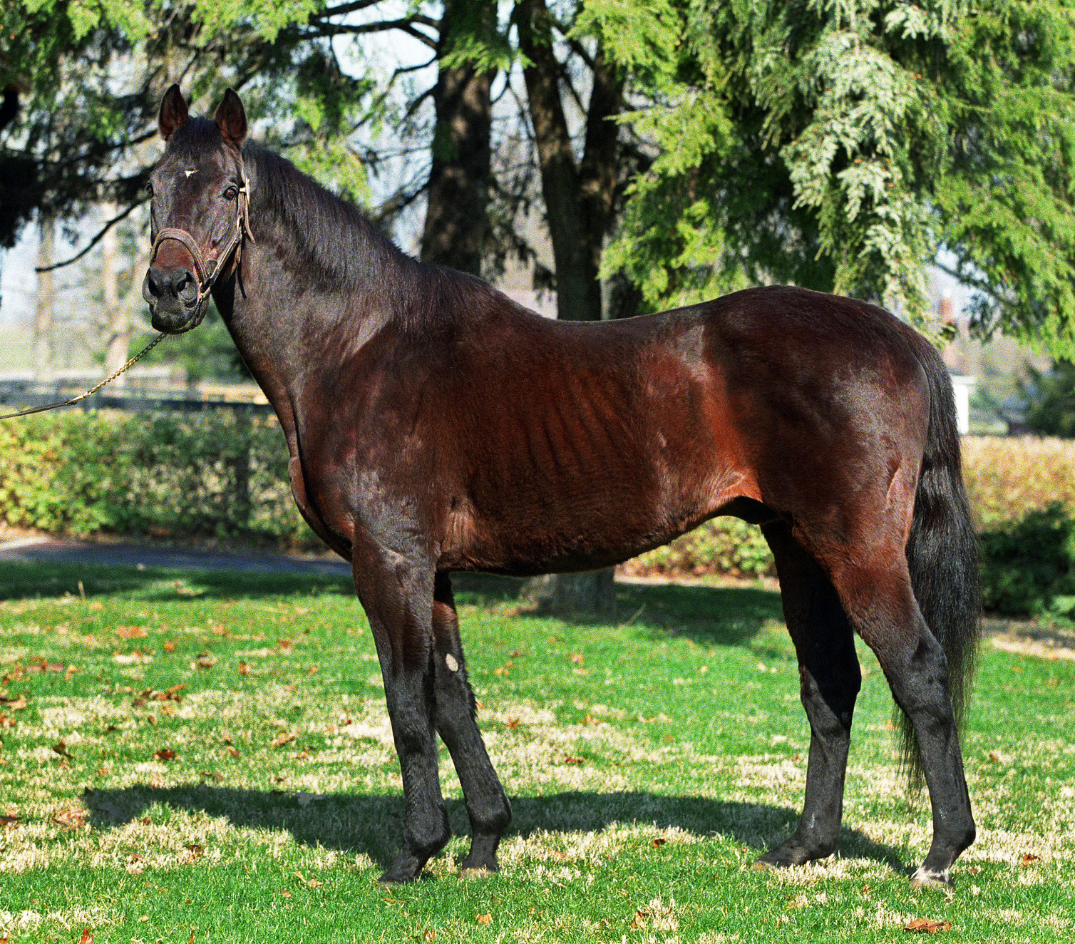 Mr. Prospector