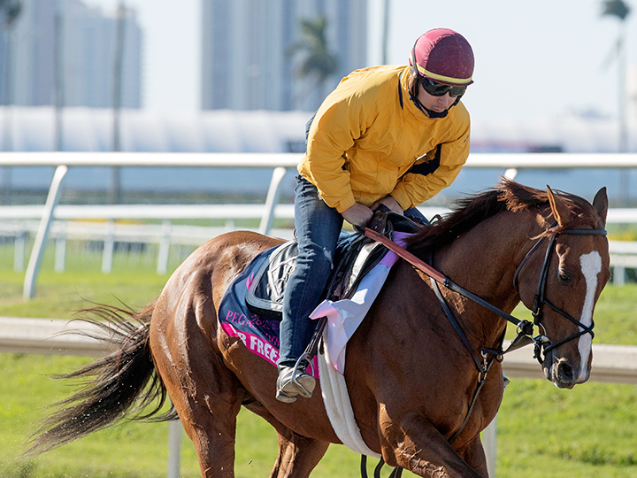 Mr. Freeze trains at Gulfstream Park on Jan. 22