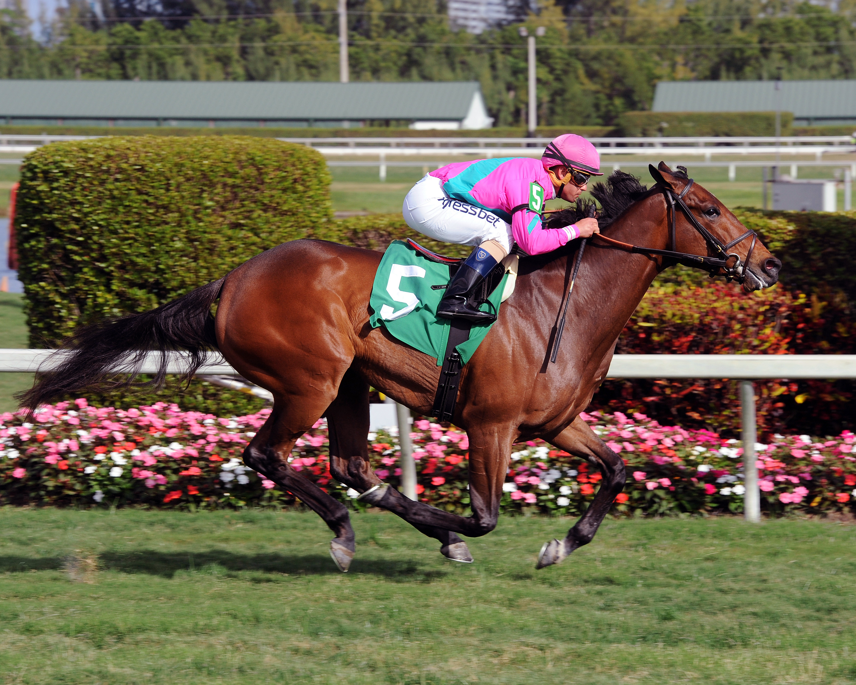 Mrs McDougal wins a maiden race