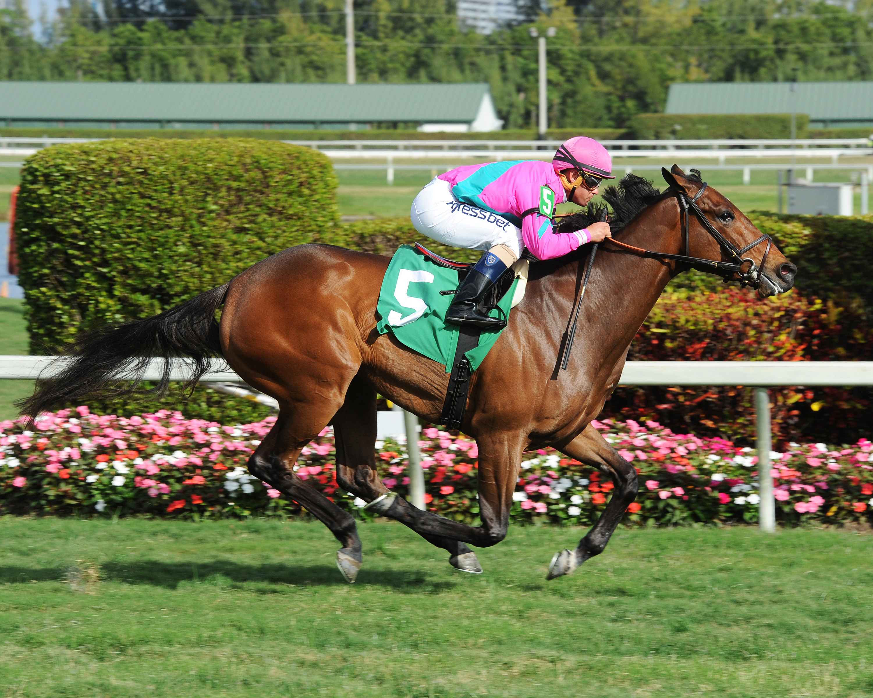 Mrs McDougal wins a maiden race