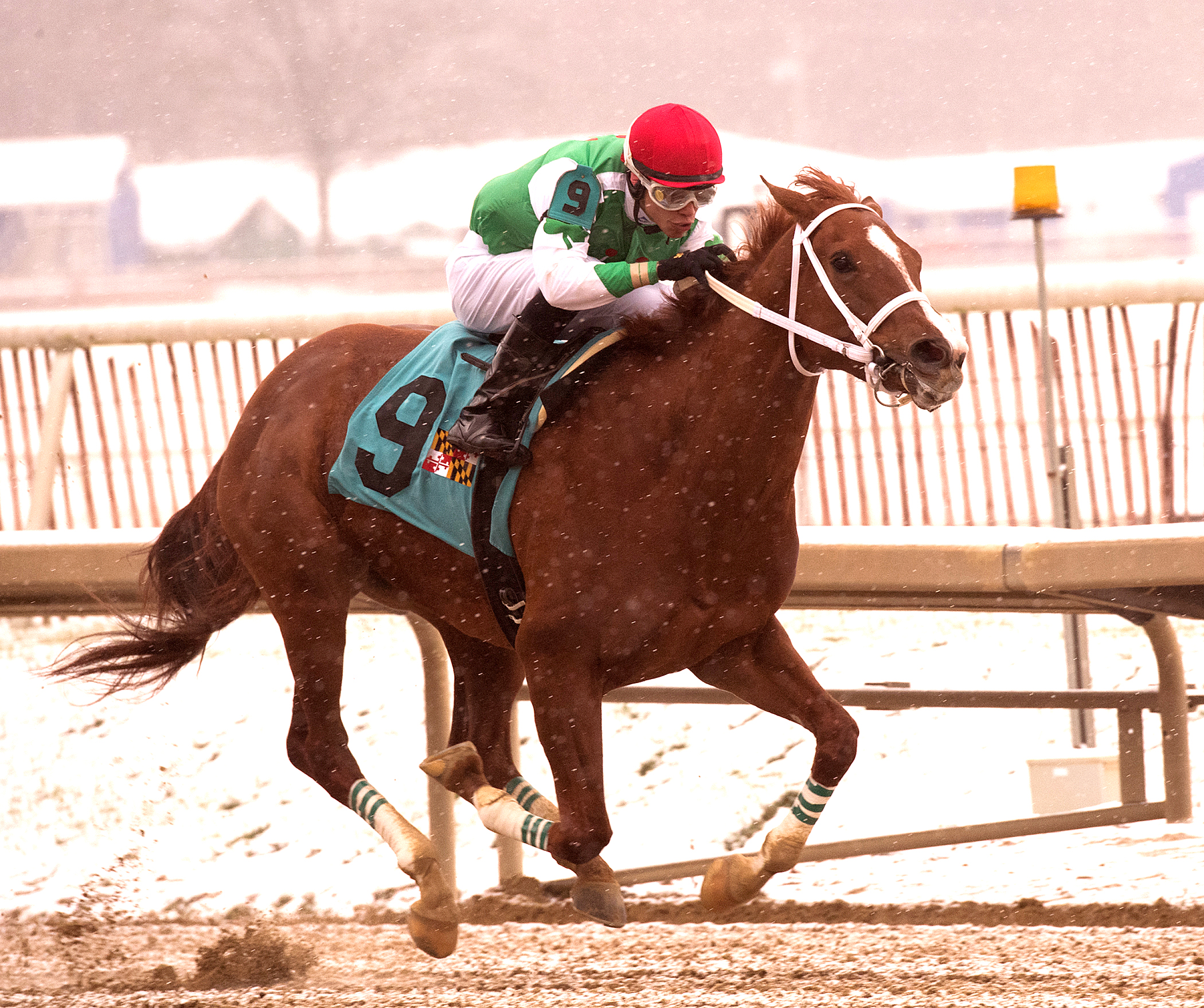 Ms Locust Point wins the 2017 Willa On the Move Stakes
