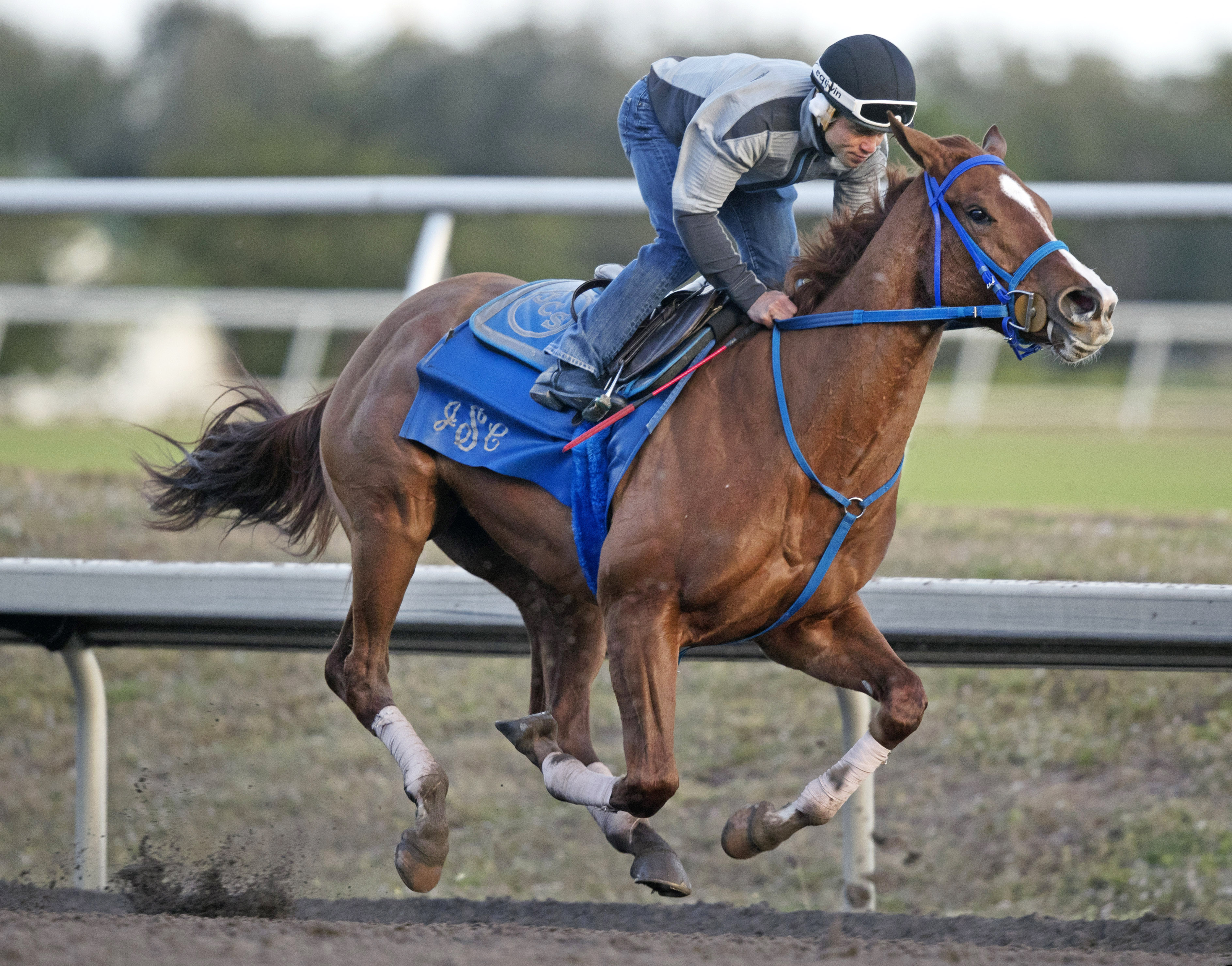 Ms Locust Point trains at Palm Meadows on Jan. 16